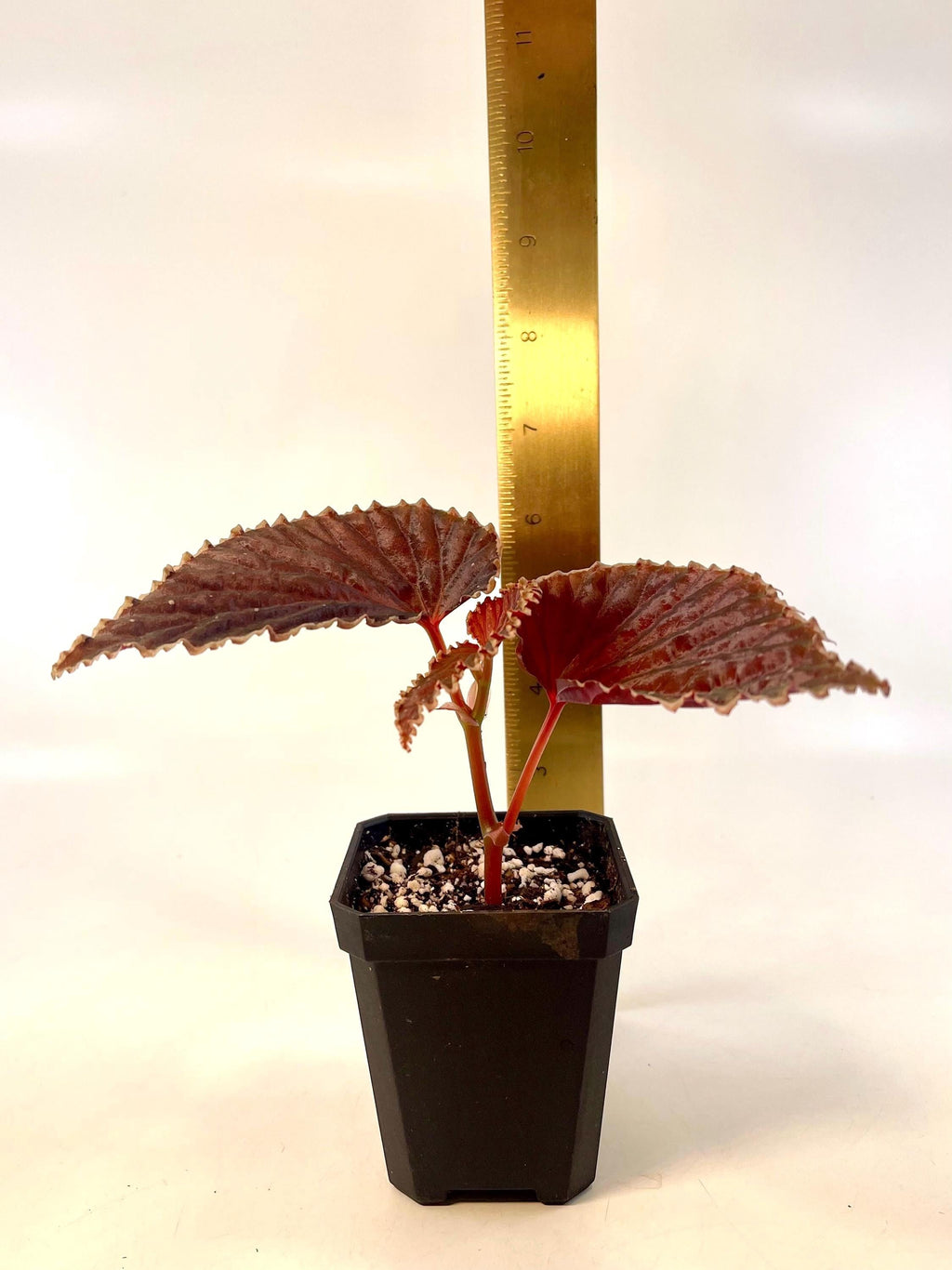 Botanicaz Begonia 56 V.4