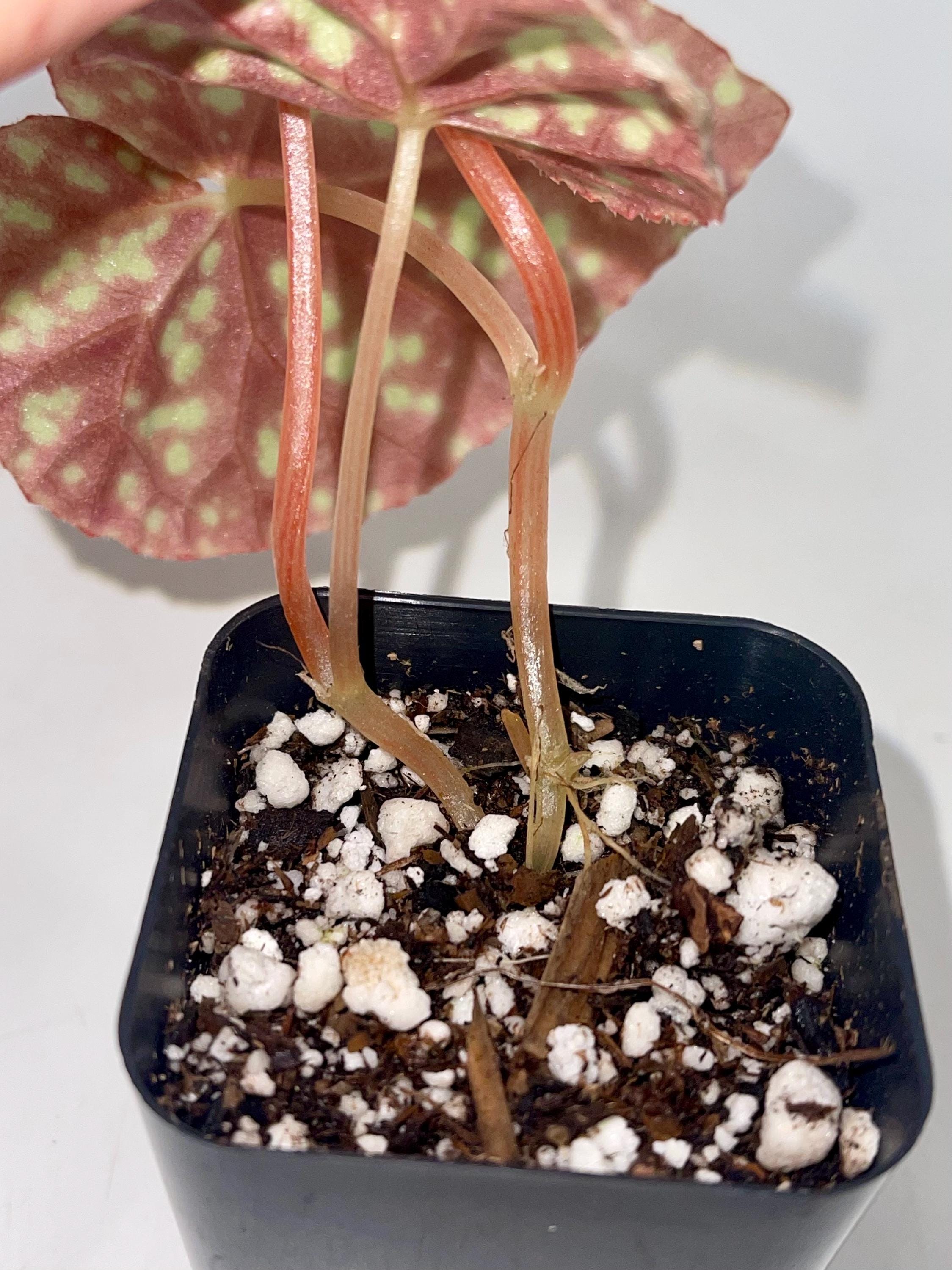 Begonia Botanicaz 70 (Can acclimate to house conditions)