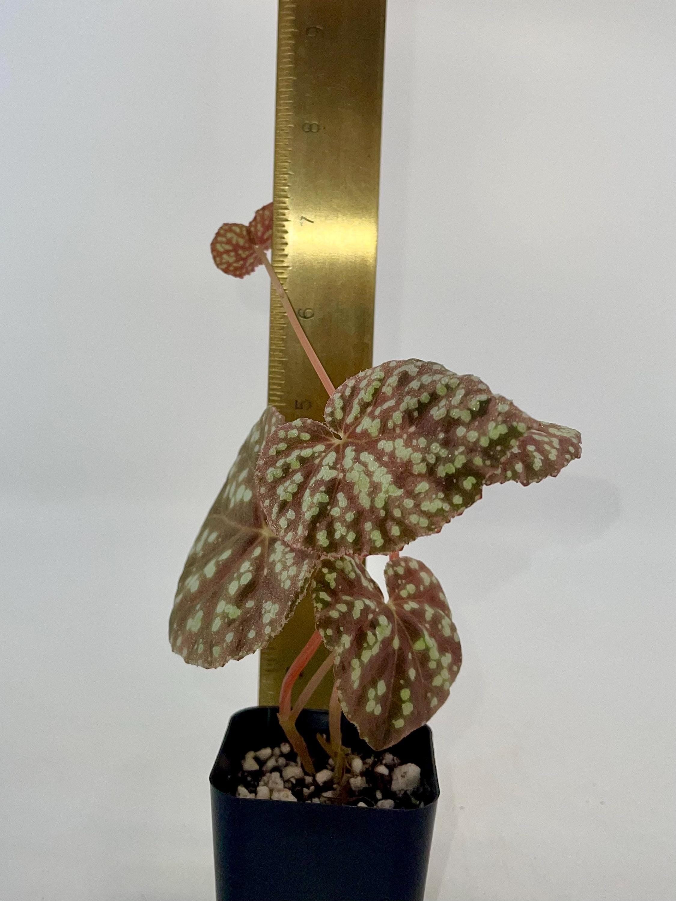 Begonia Botanicaz 70 (Can acclimate to house conditions)