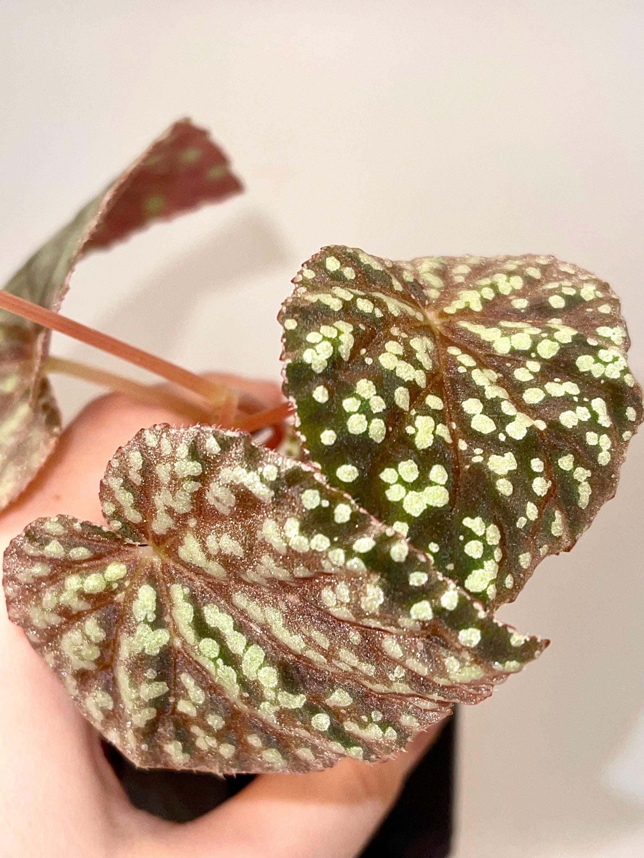Begonia Botanicaz 70 (Can acclimate to house conditions)