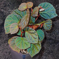 Begonia Botanicaz 85 V.3
