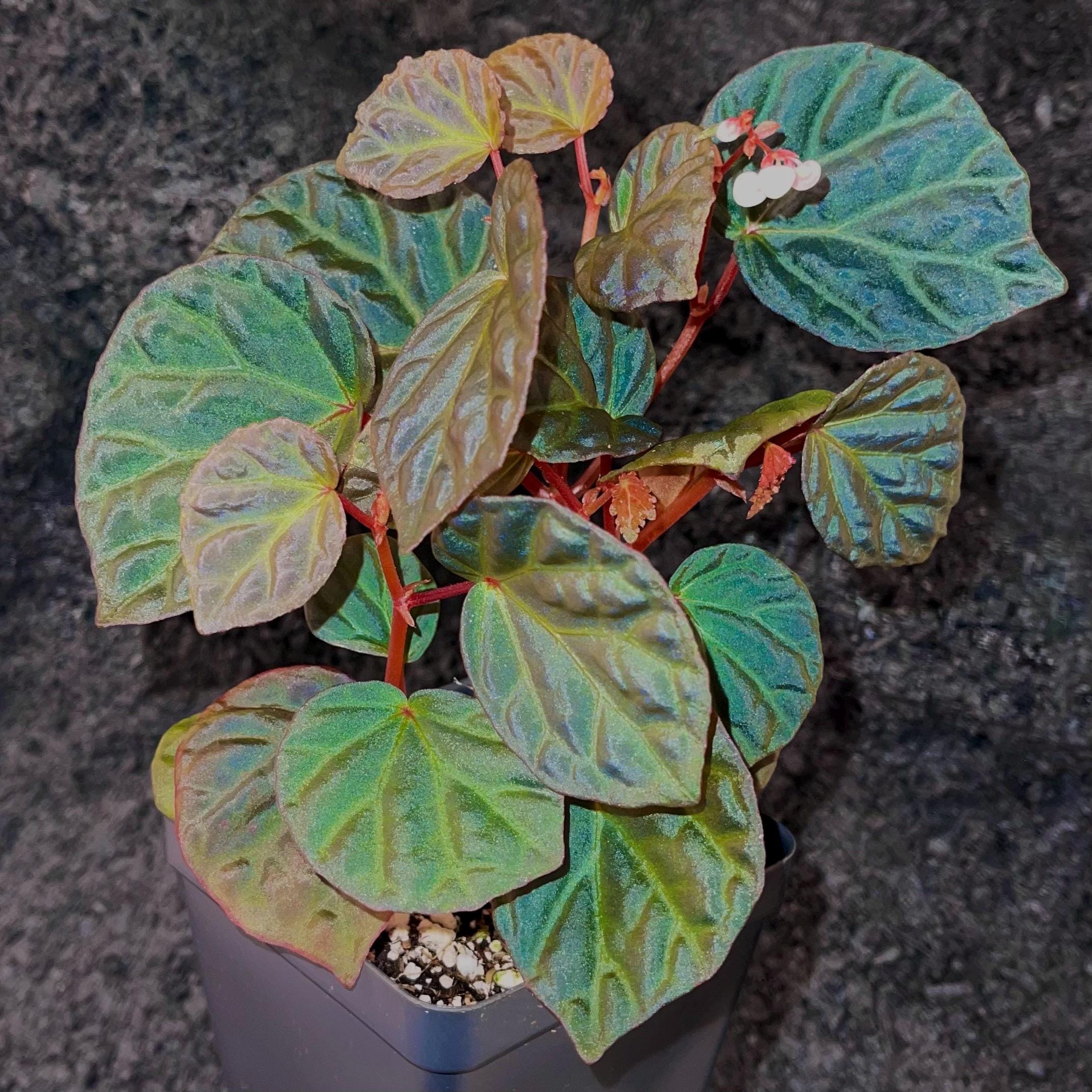 Begonia Botanicaz 85 V.3