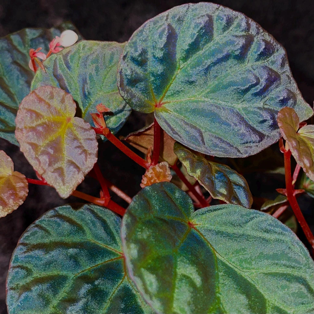 Begonia Botanicaz 85 V.3