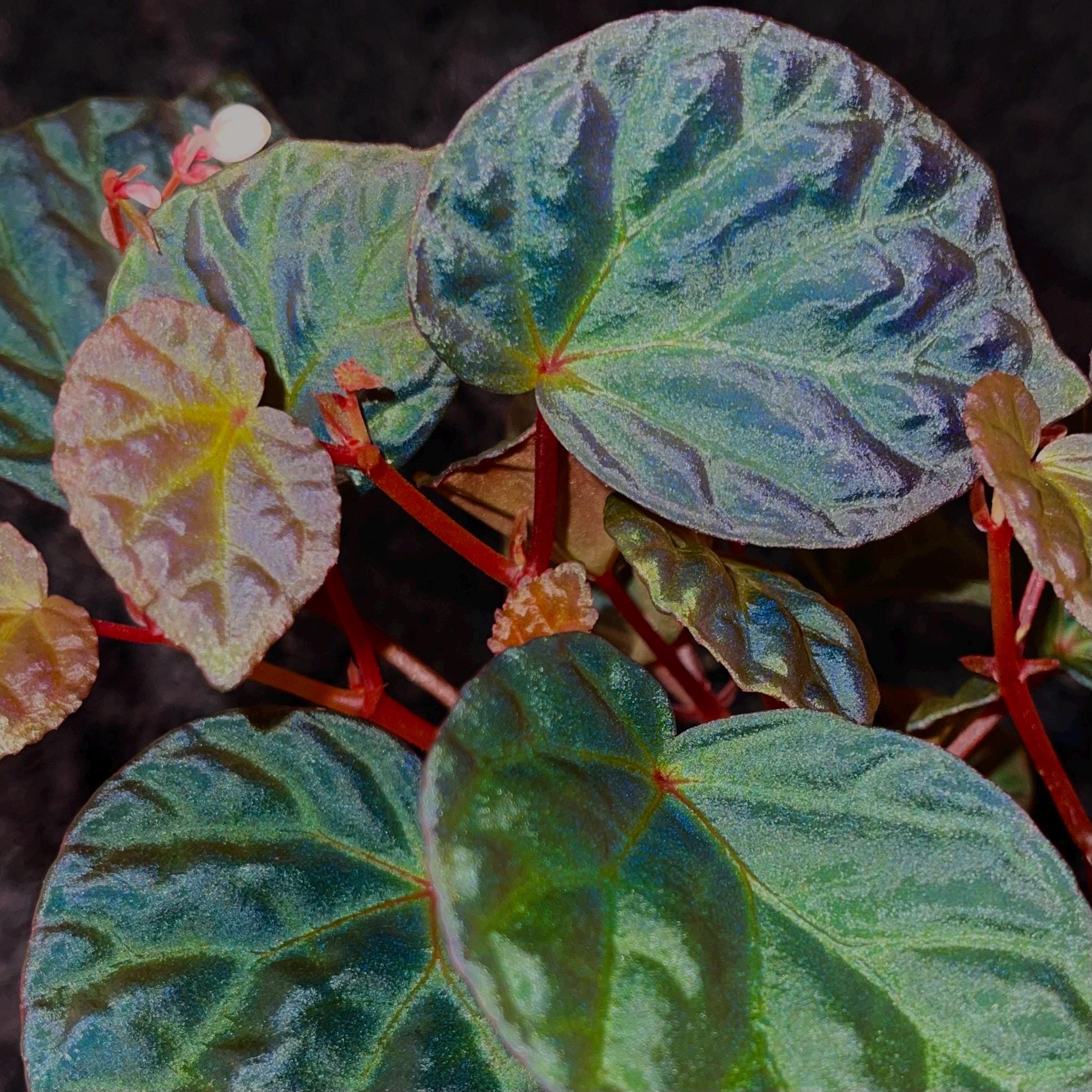 Begonia Botanicaz 85 V.3