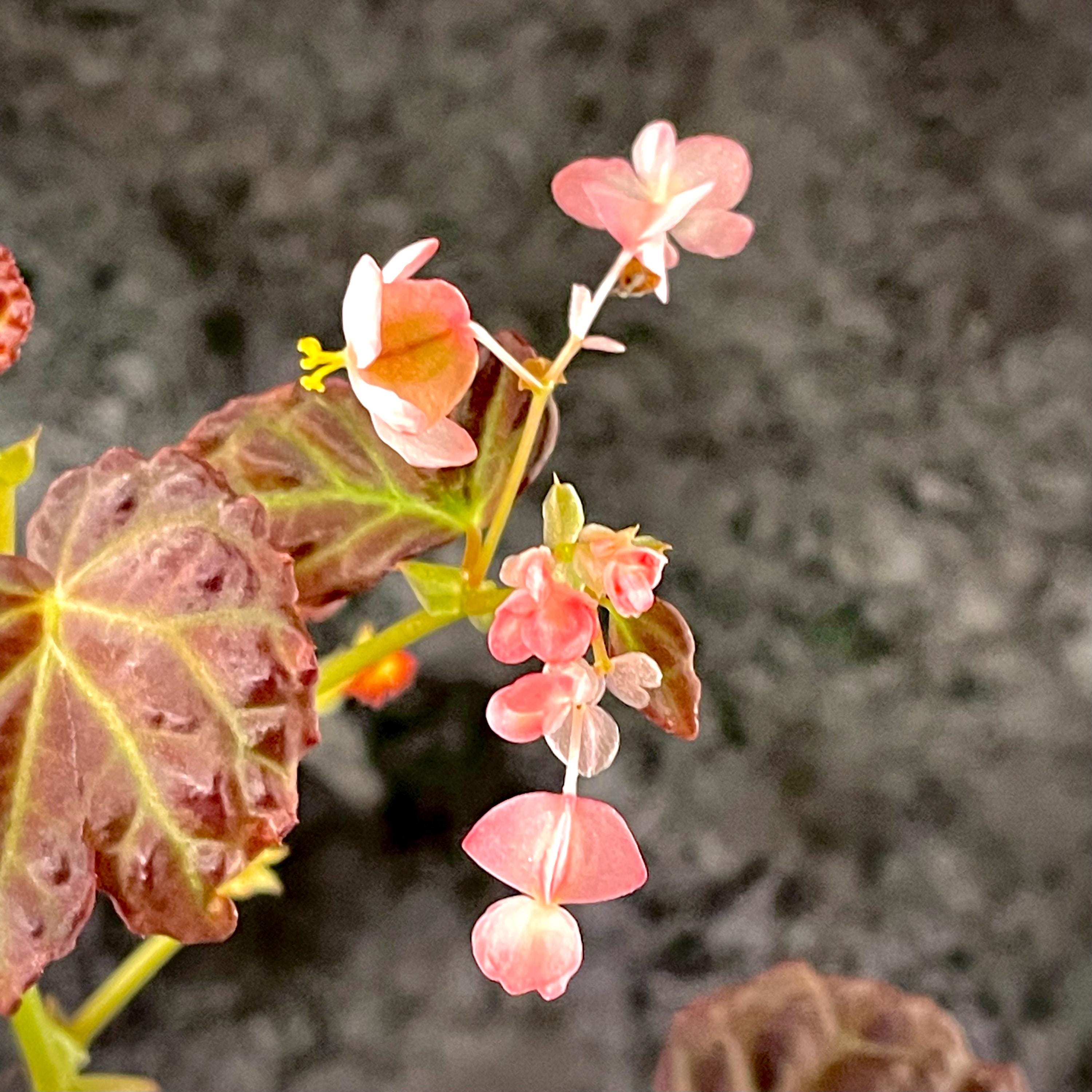 READY SOON Begonia Botanicaz 35