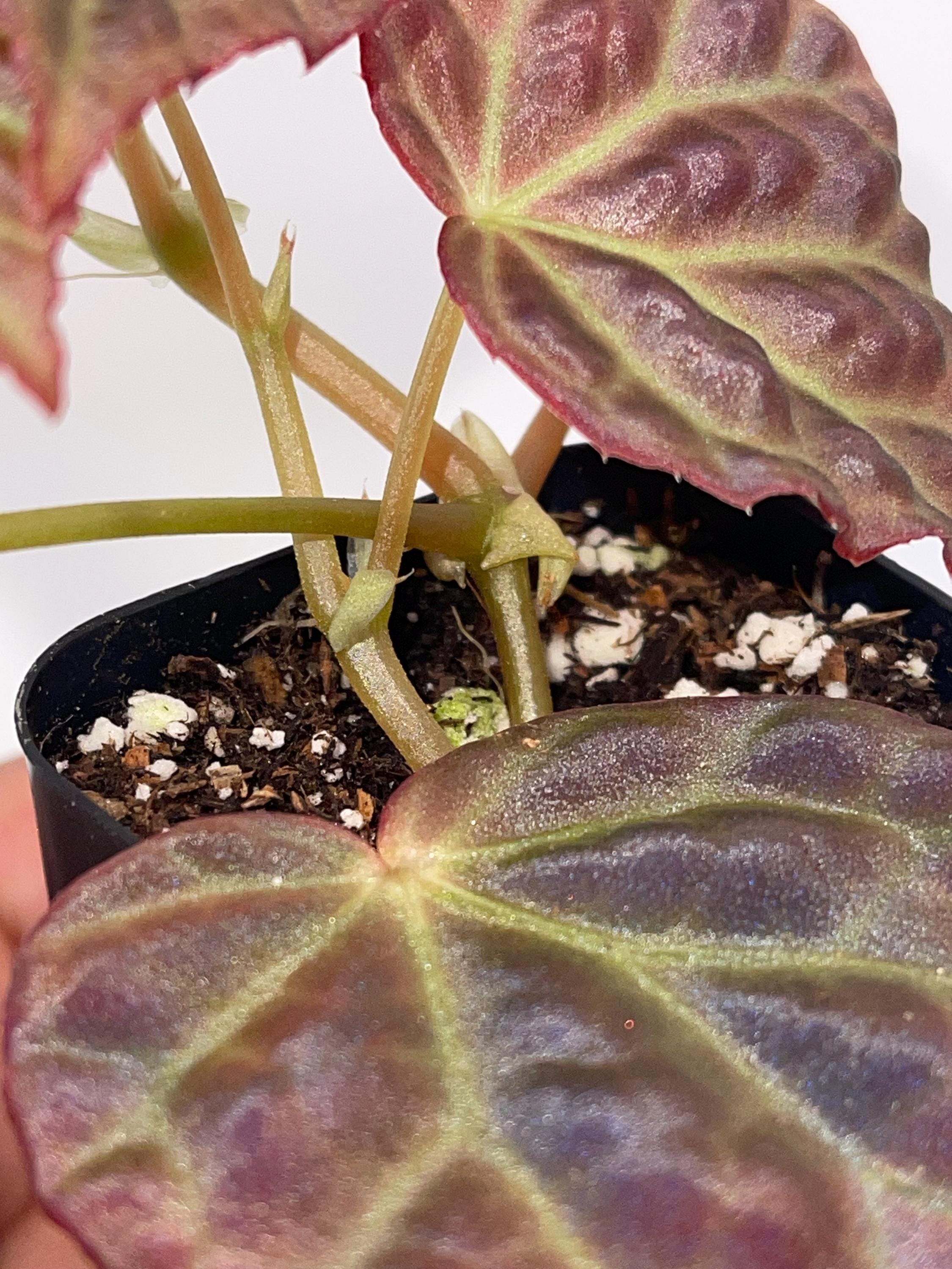 READY SOON Begonia Botanicaz 35