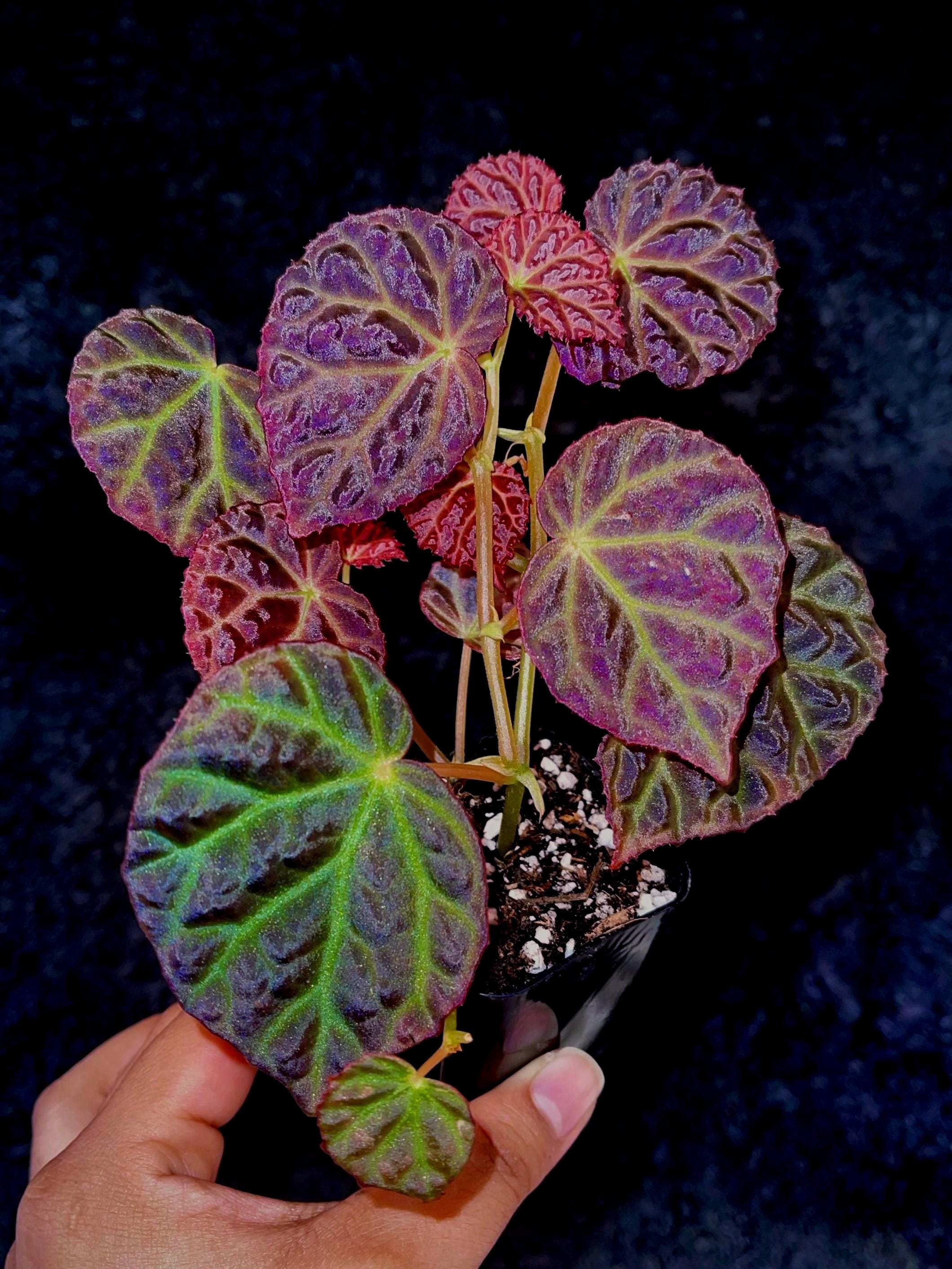 READY SOON Begonia Botanicaz 35