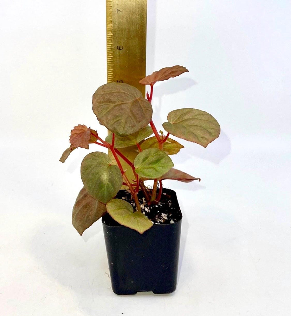 Begonia Botanicaz 85 V.3