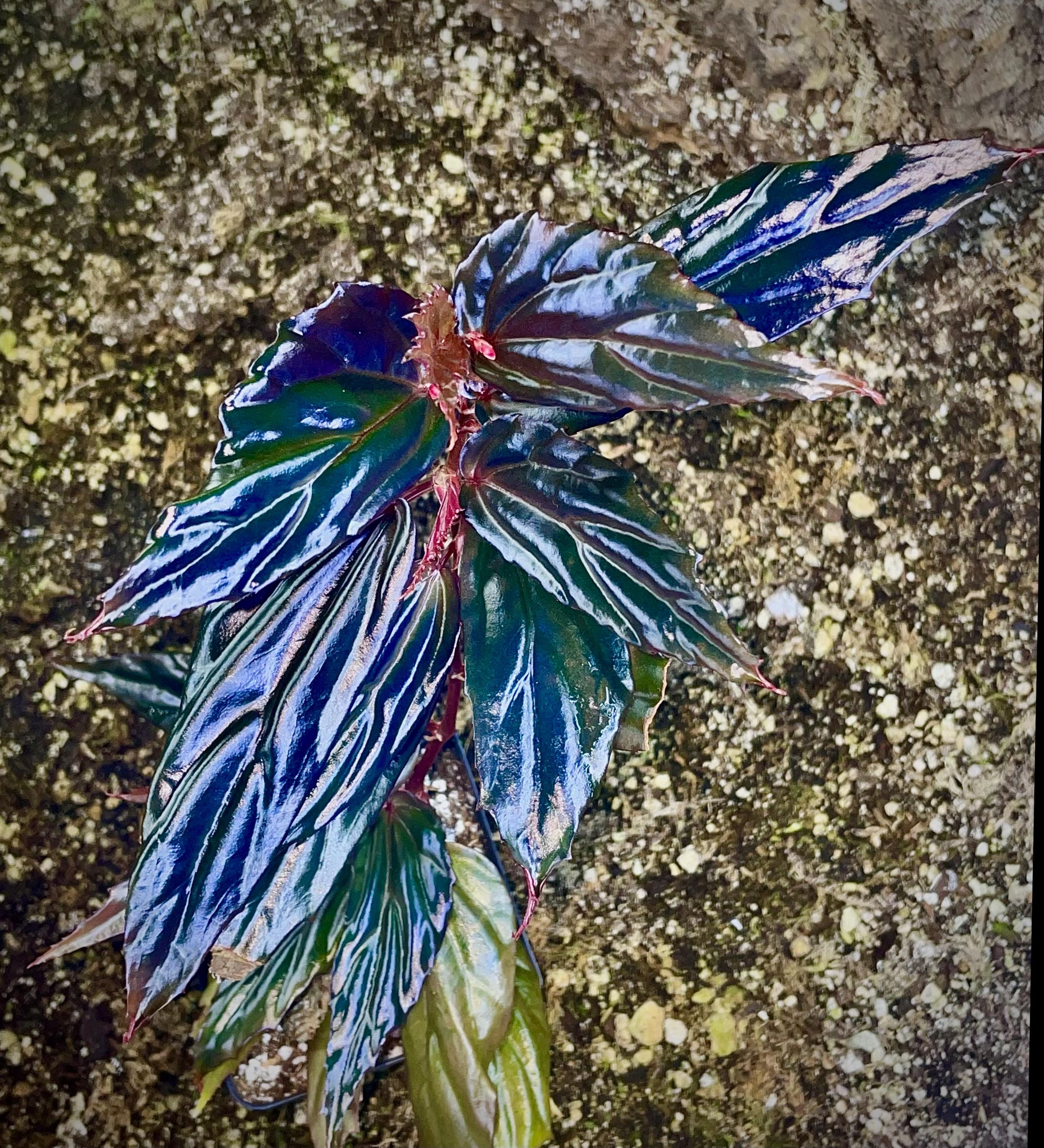 Begonia Botanicaz 121 'Blue Lotus'