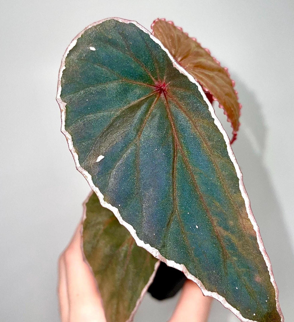 Begonia Botanicaz 60 V.1