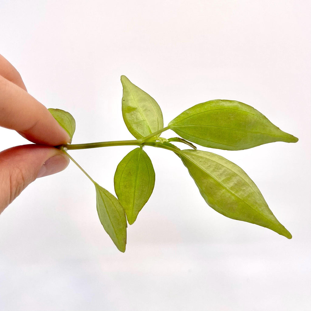 TOP CUTTING Pilea sp.