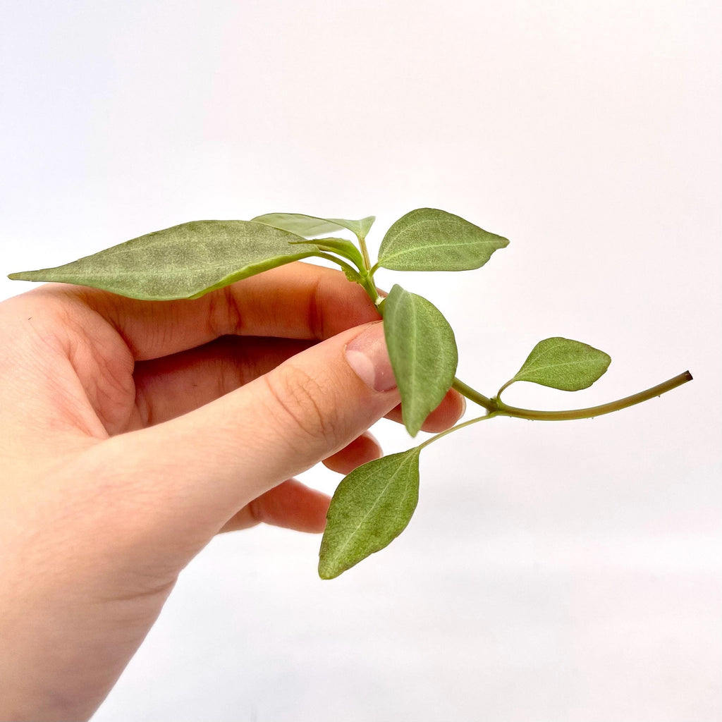 TOP CUTTING Pilea sp.