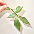 TOP CUTTING Pilea sp.