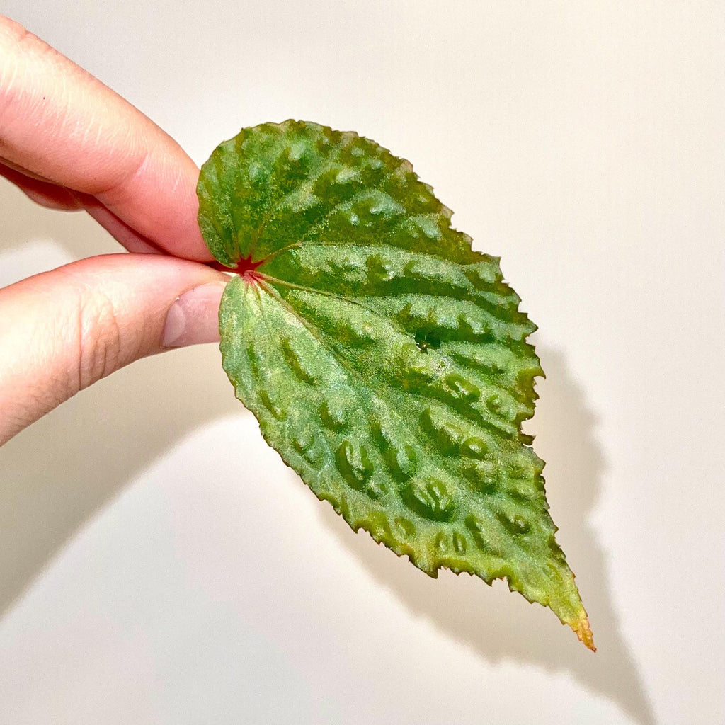 LEAF CUTTING Begonia Botanicaz 98 V.3