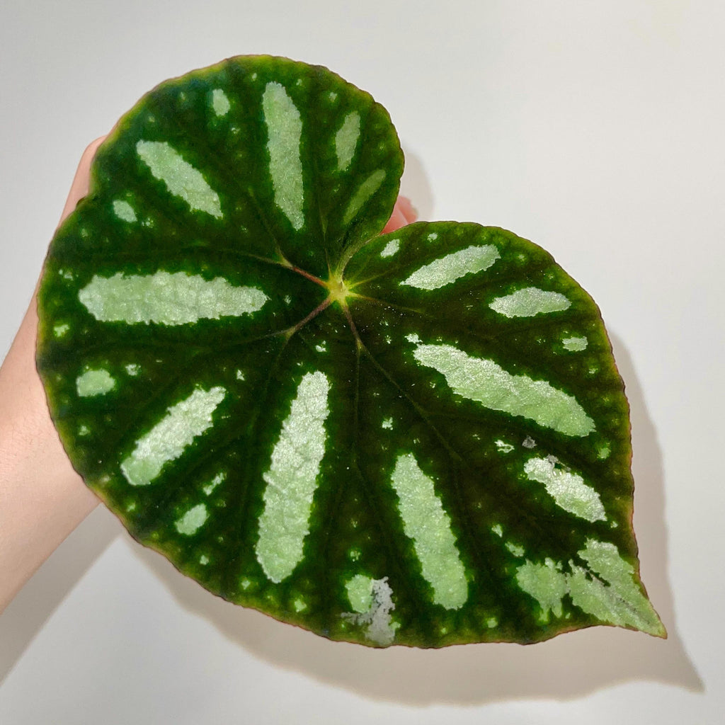 LEAF CUTTING Begonia sp. balansana