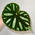 LEAF CUTTING Begonia sp. balansana