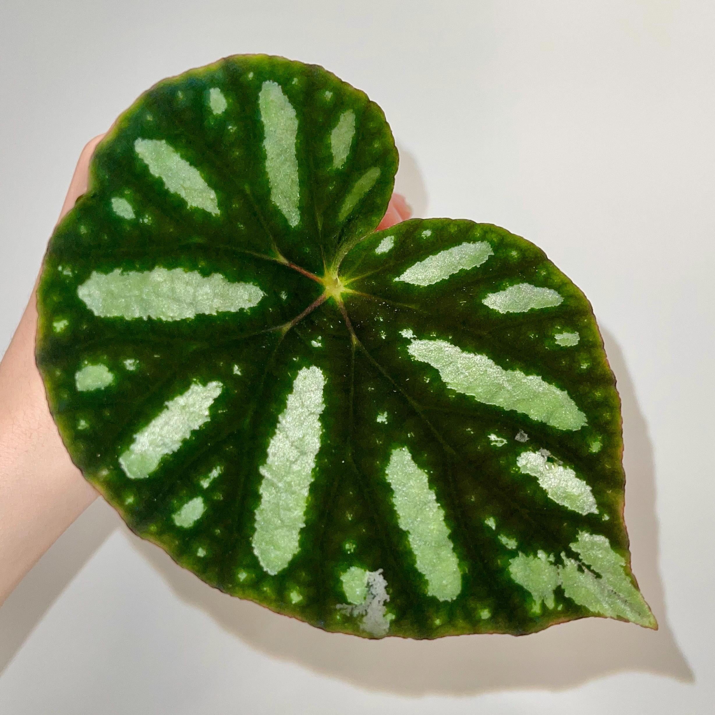 LEAF CUTTING Begonia sp. balansana
