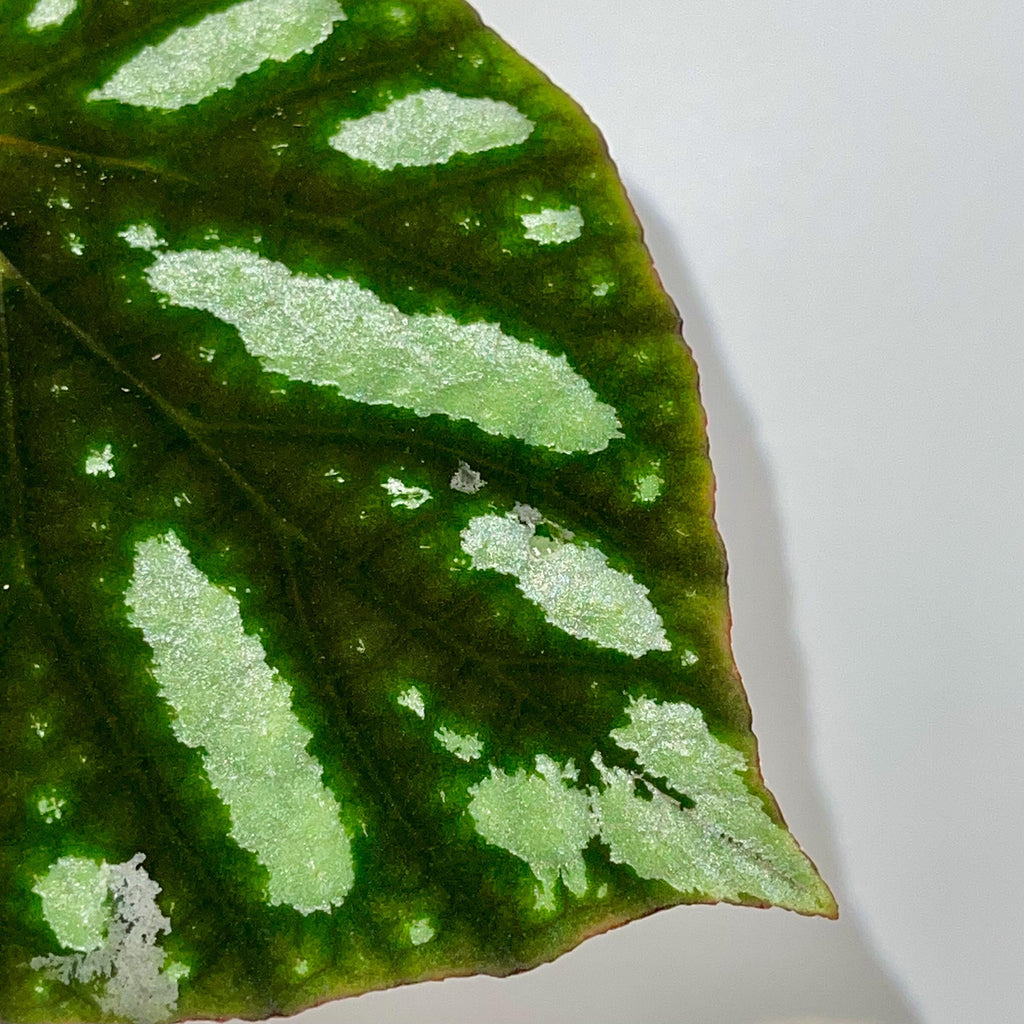 LEAF CUTTING Begonia sp. balansana