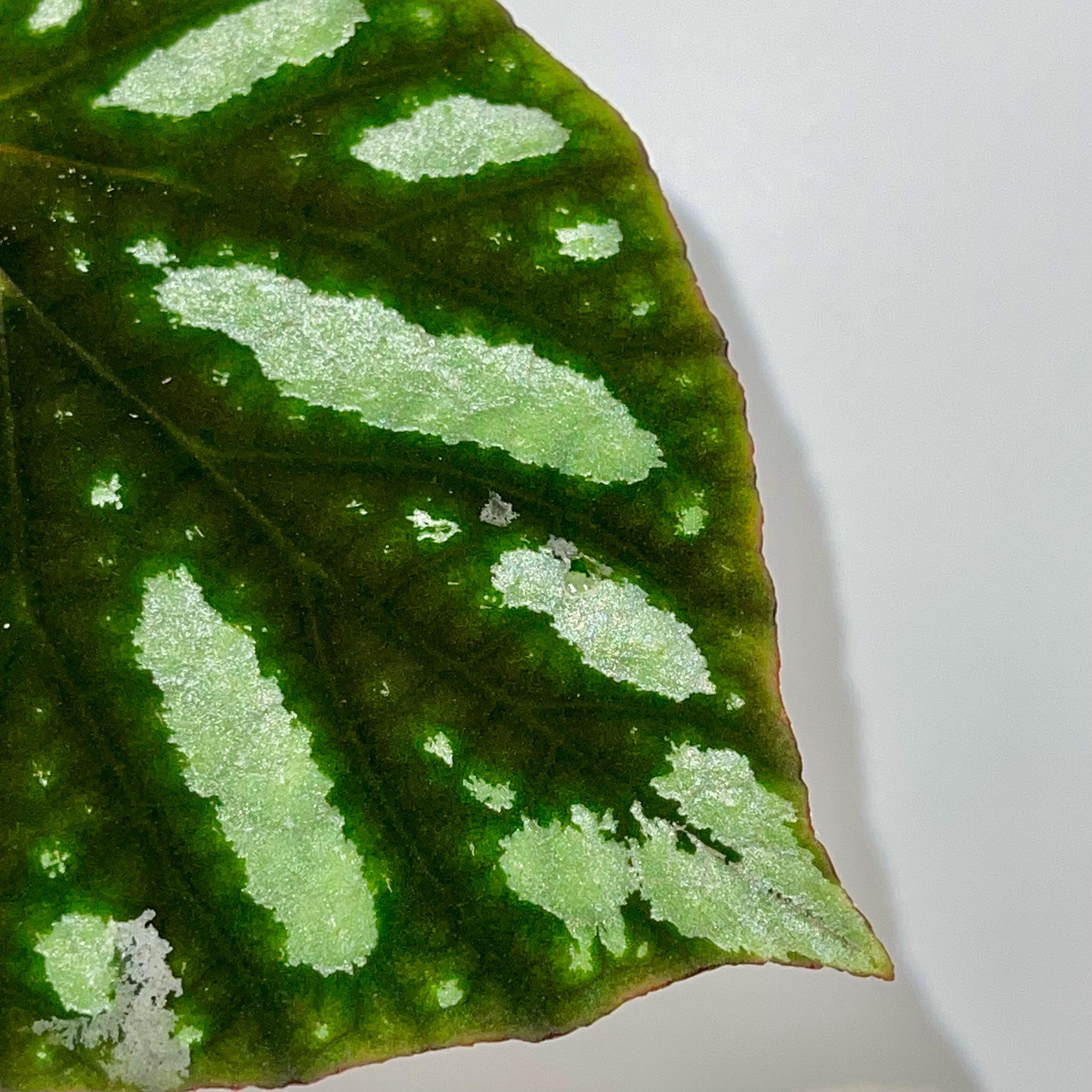 LEAF CUTTING Begonia sp. balansana