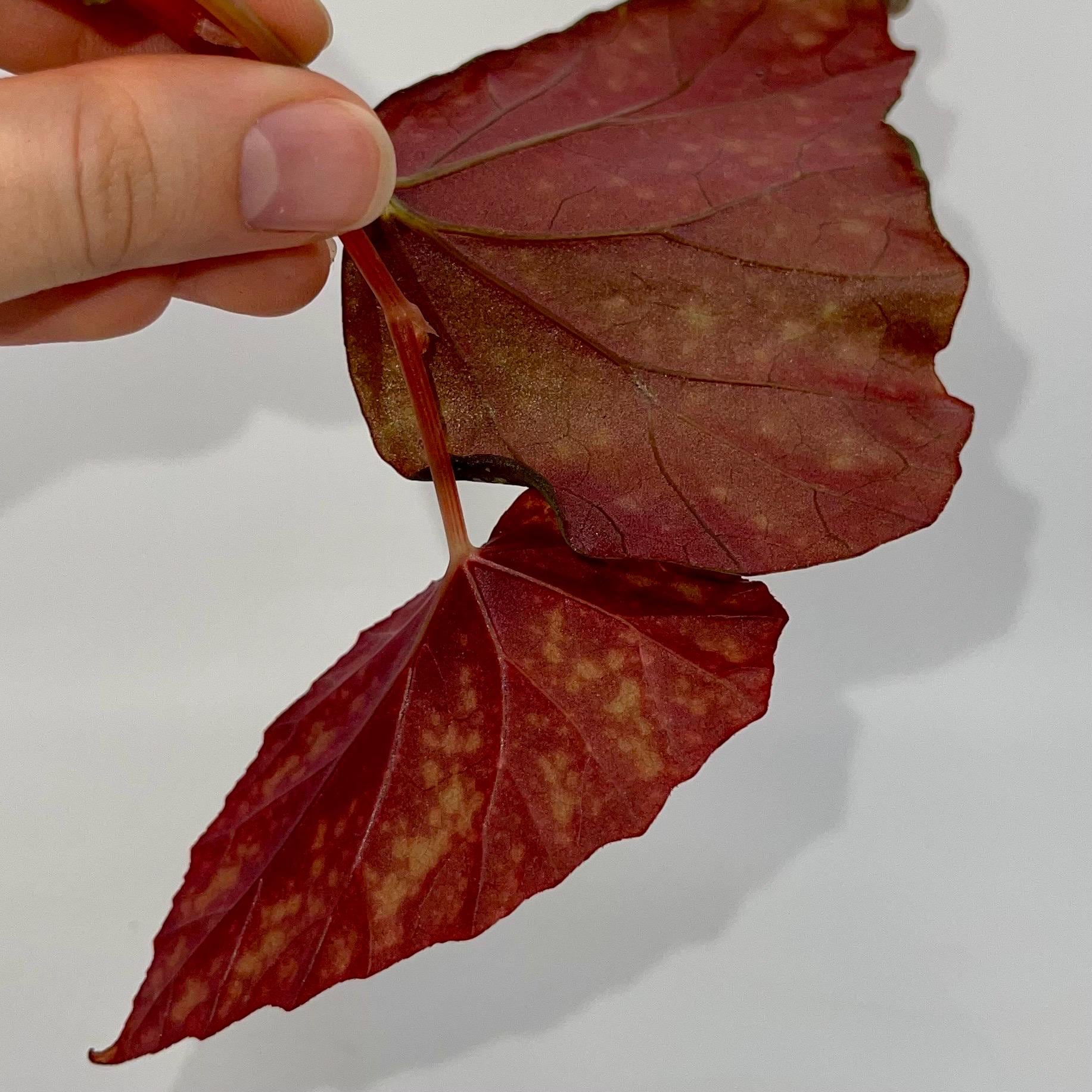 TOP CUTTING Begonia 'Moona' (Can acclimate to house conditions) Fragrant Blooms