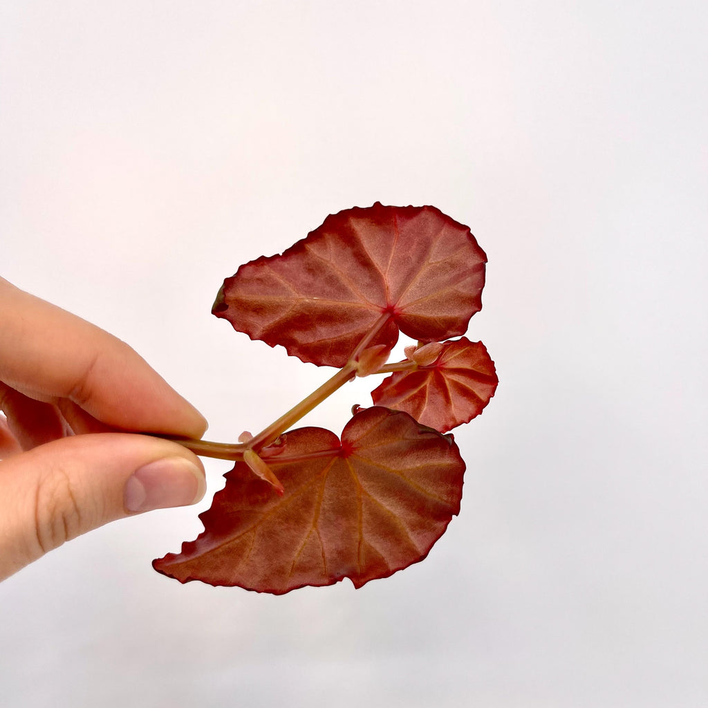 TOP CUTTING Begonia Botanicaz 16
