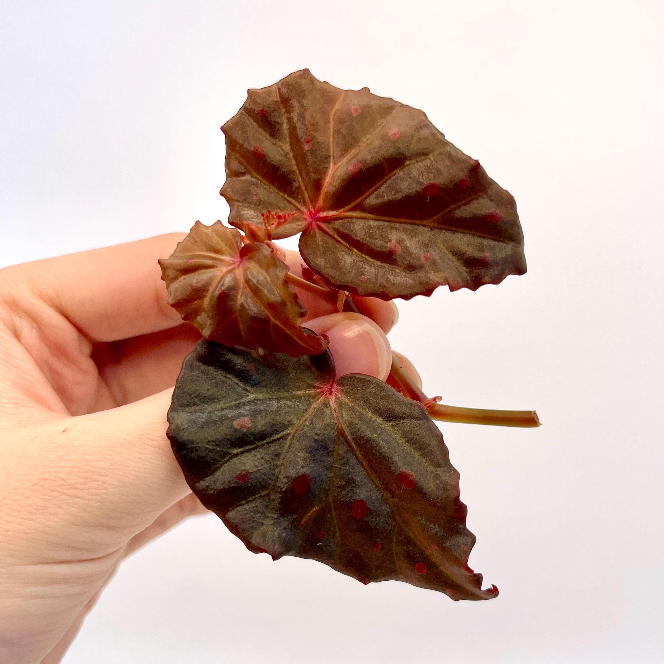 TOP CUTTING Begonia Botanicaz 16