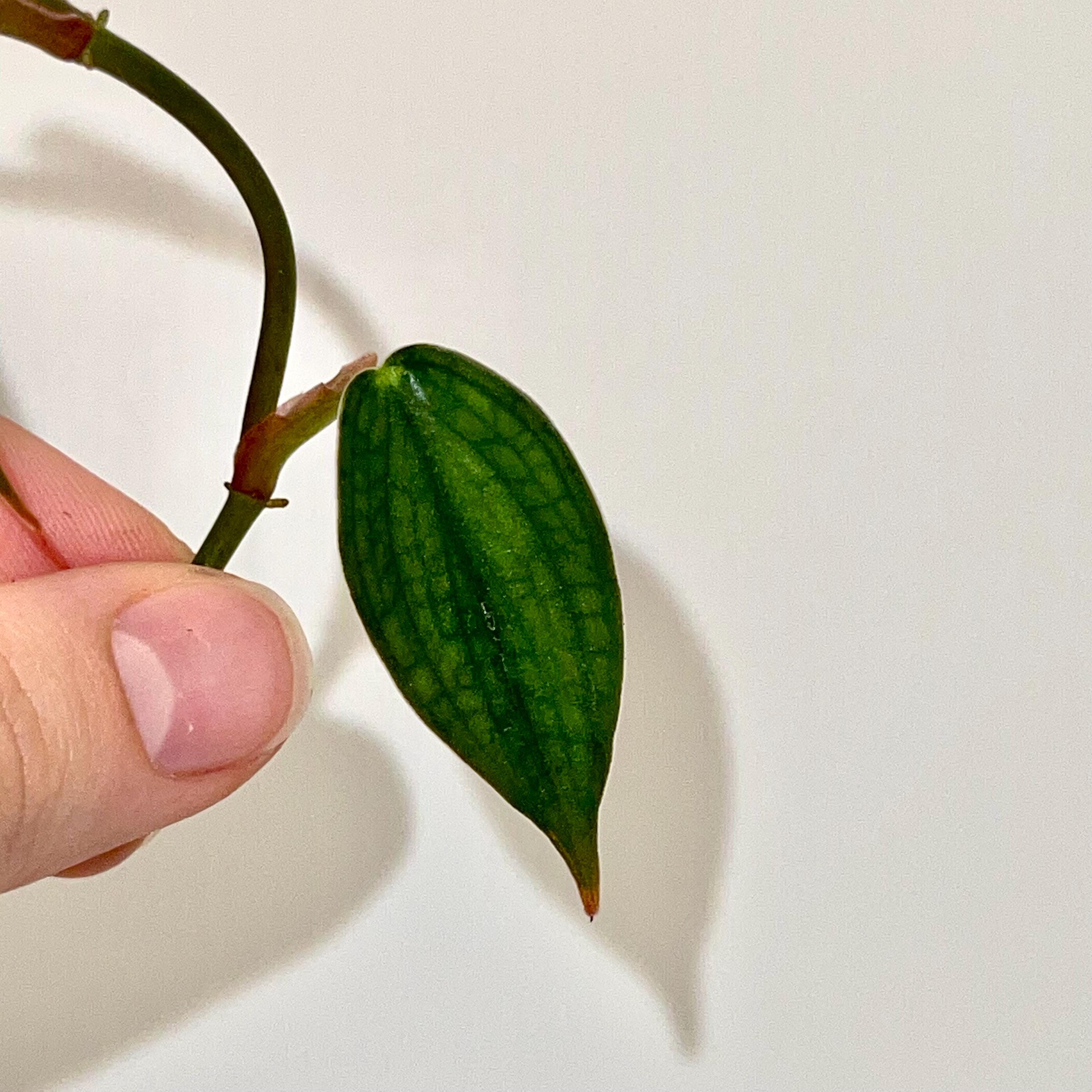 MID CUTTING Philodendron burle marx fantasy