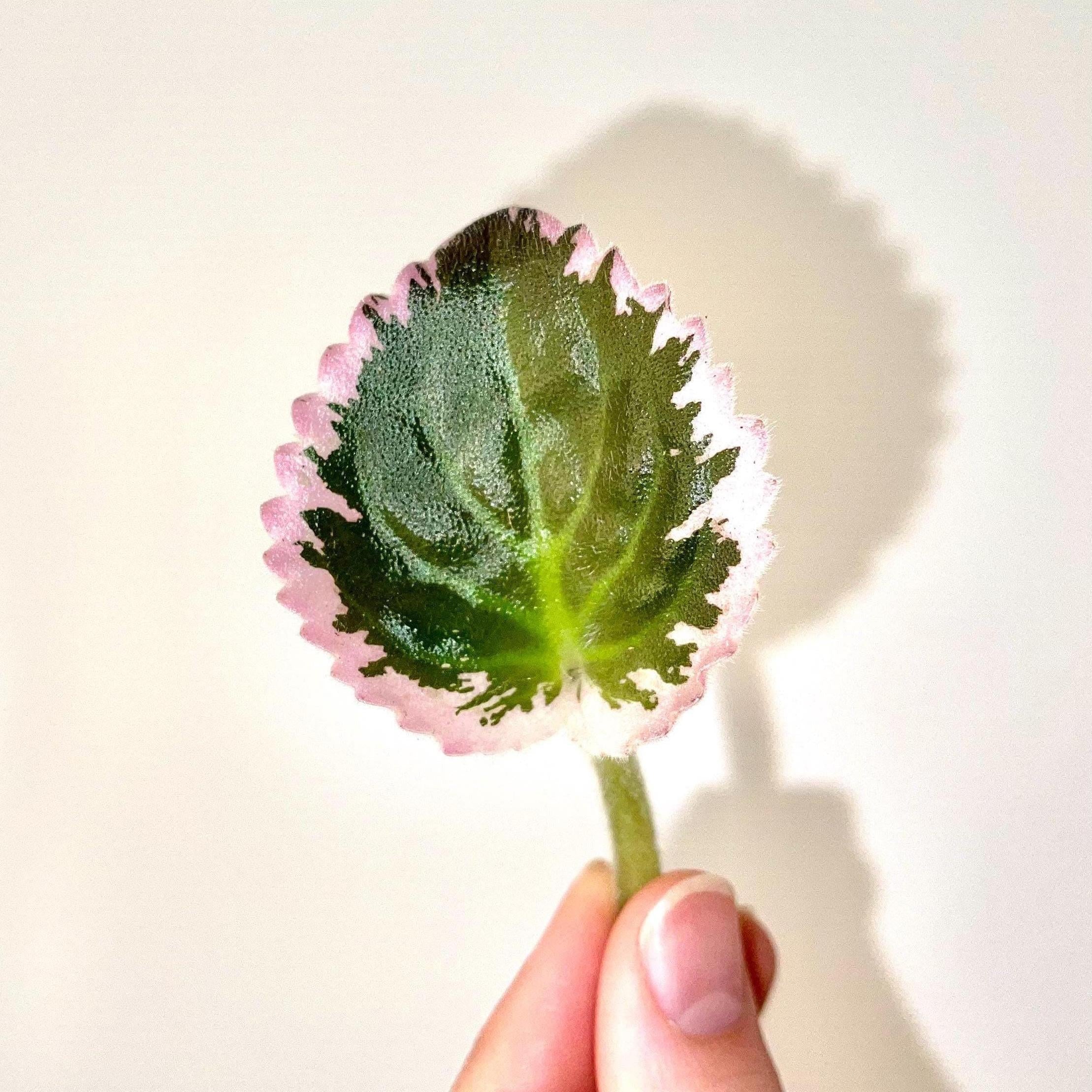 LEAF CUTTING African Violet (Can acclimate to house conditions)
