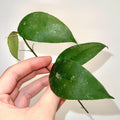 MID CUTTING Hoya caudata sumatra (Can acclimate to house conditions)