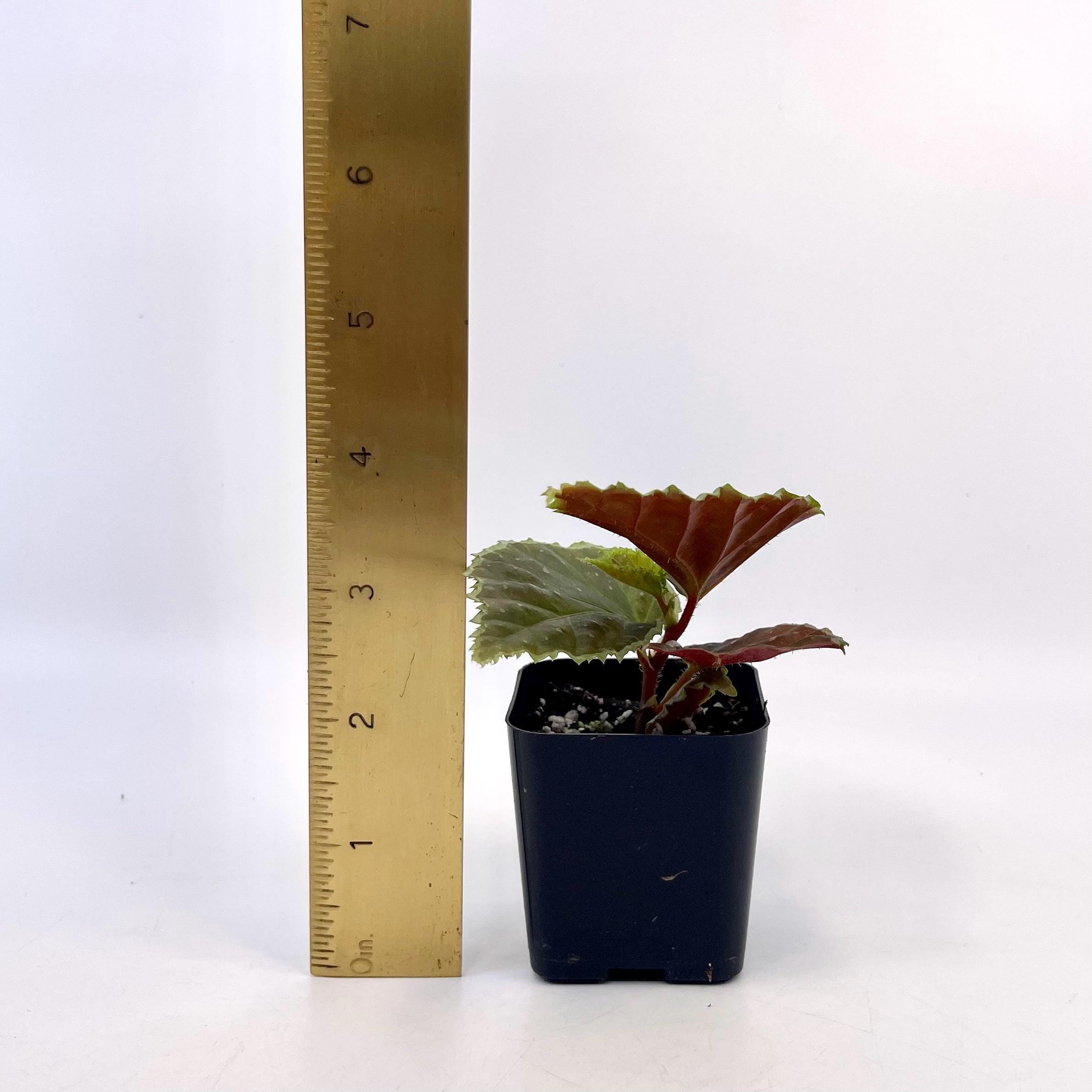 Begonia Botanicaz 241