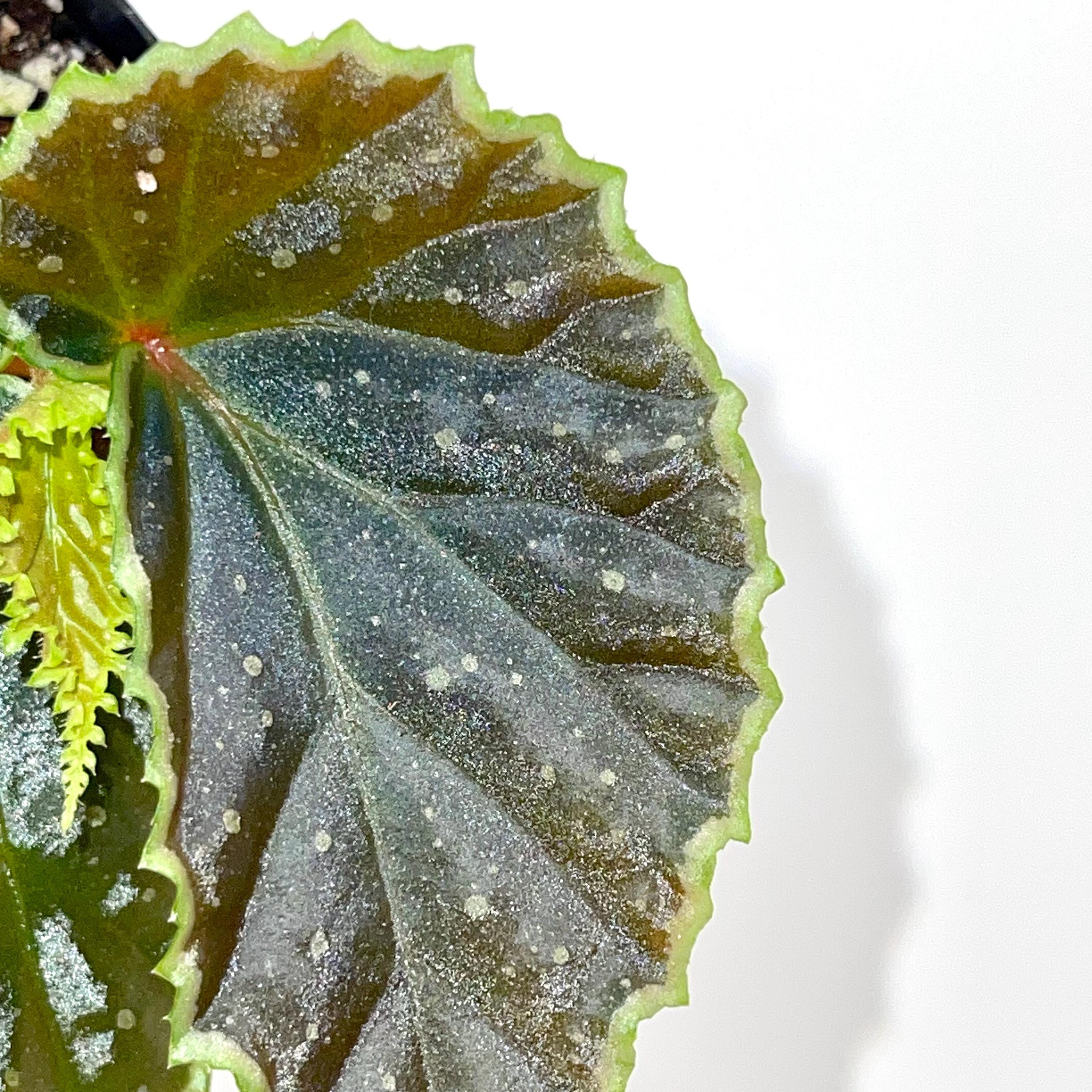 Begonia Botanicaz 241