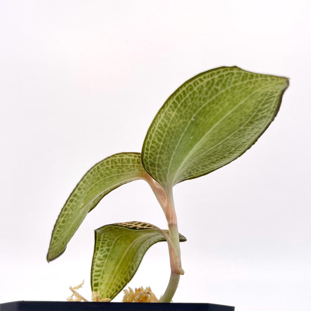 Anoectochilus Hybrid Jewel Orchid (Rooting Cutting)