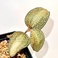 Anoectochilus Hybrid Jewel Orchid (Rooting Cutting)
