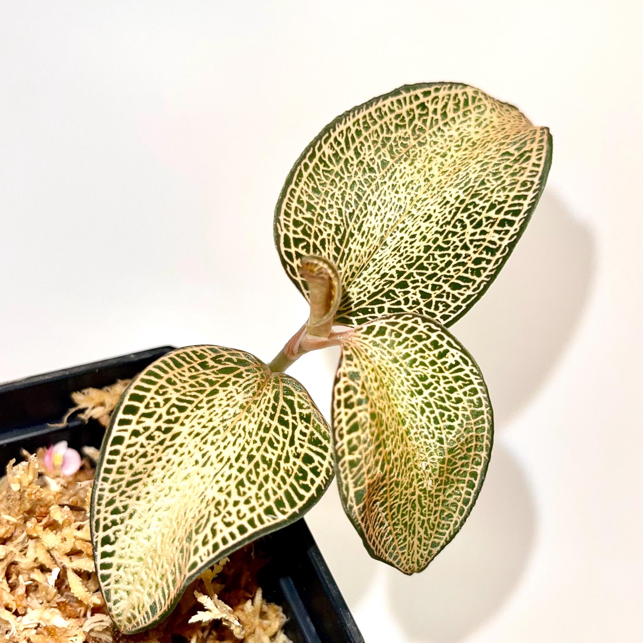 Anoectochilus Hybrid Jewel Orchid (Rooting Cutting)