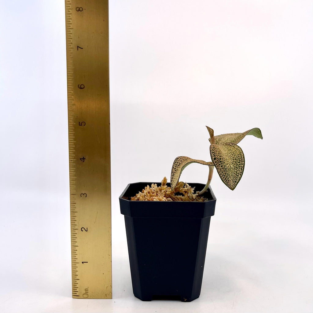 Anoectochilus Hybrid Jewel Orchid (Rooting Cutting)