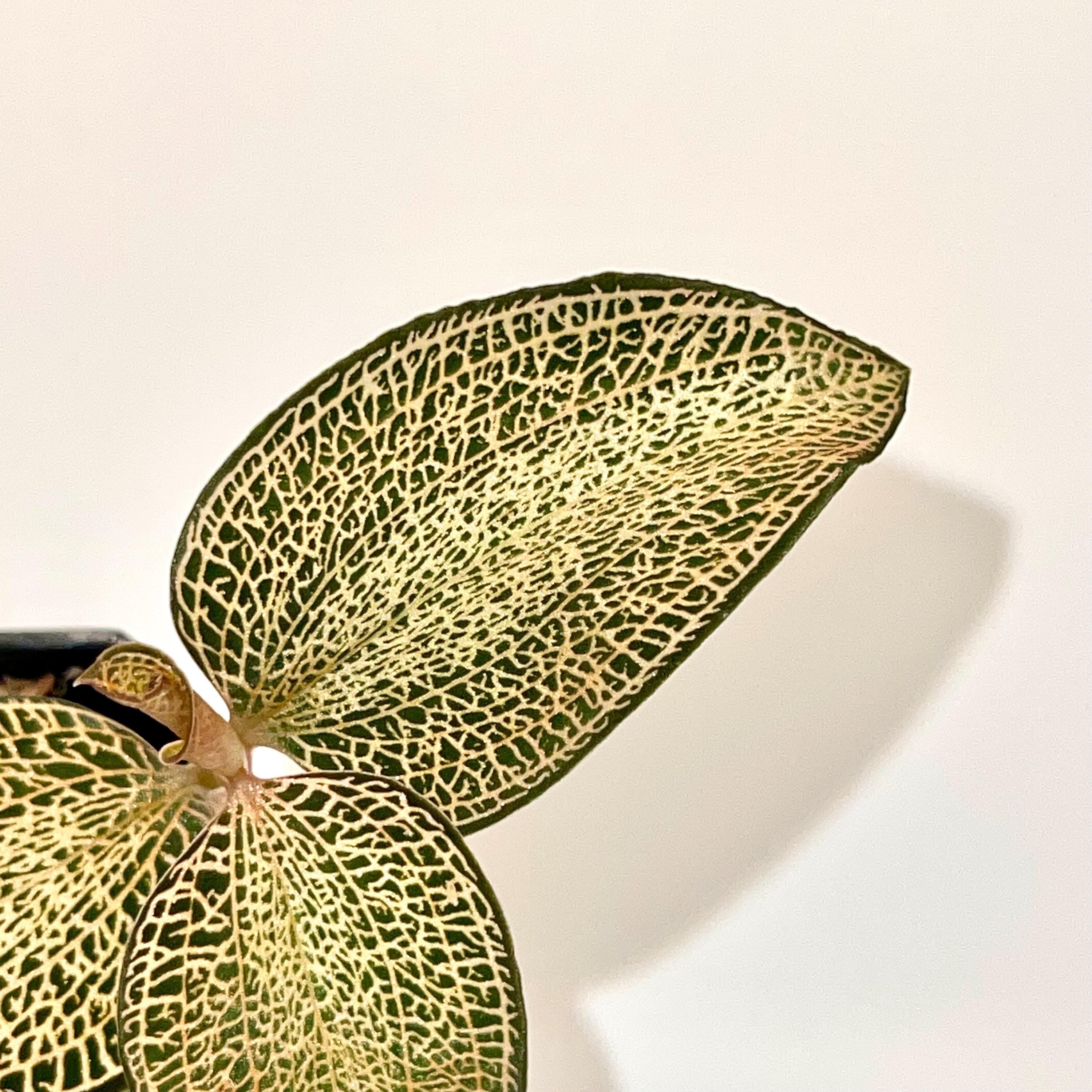 Anoectochilus Hybrid Jewel Orchid (Rooting Cutting)