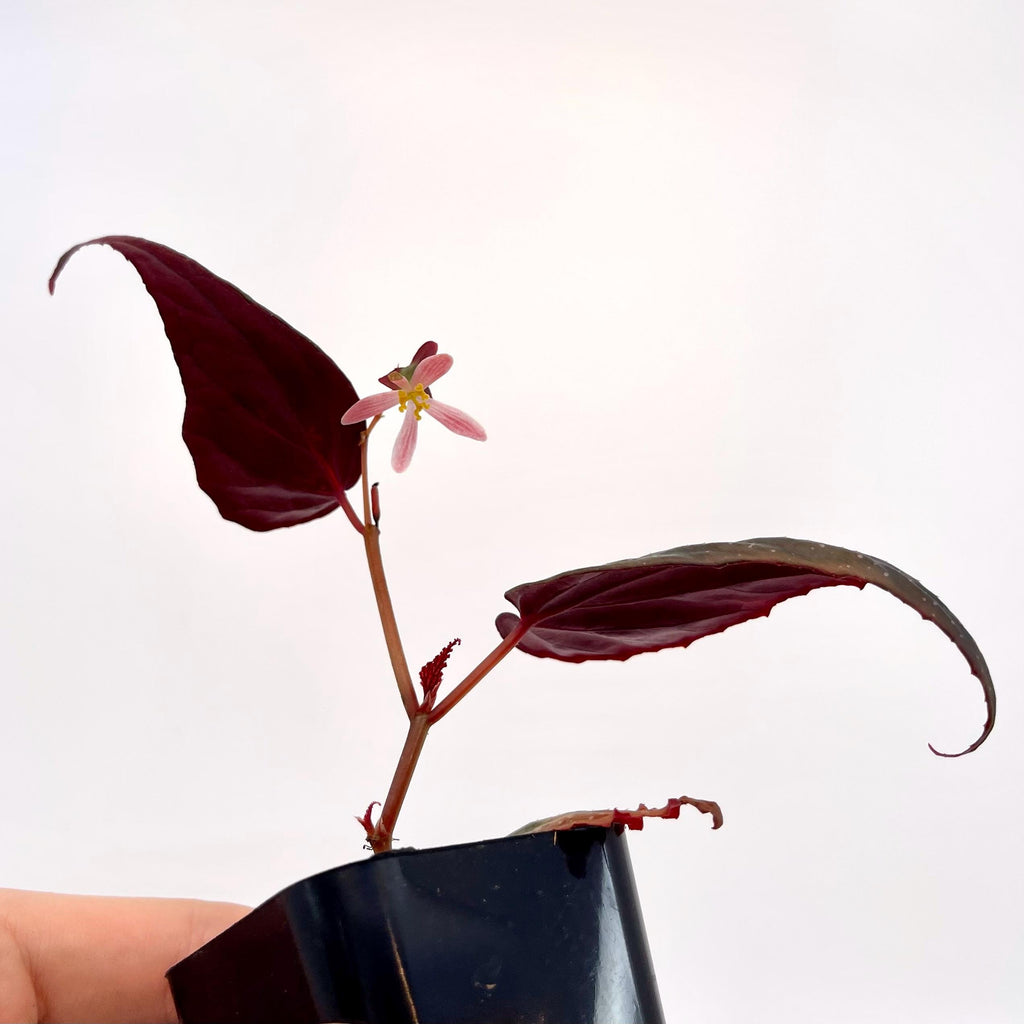 Begonia Botanicaz 212