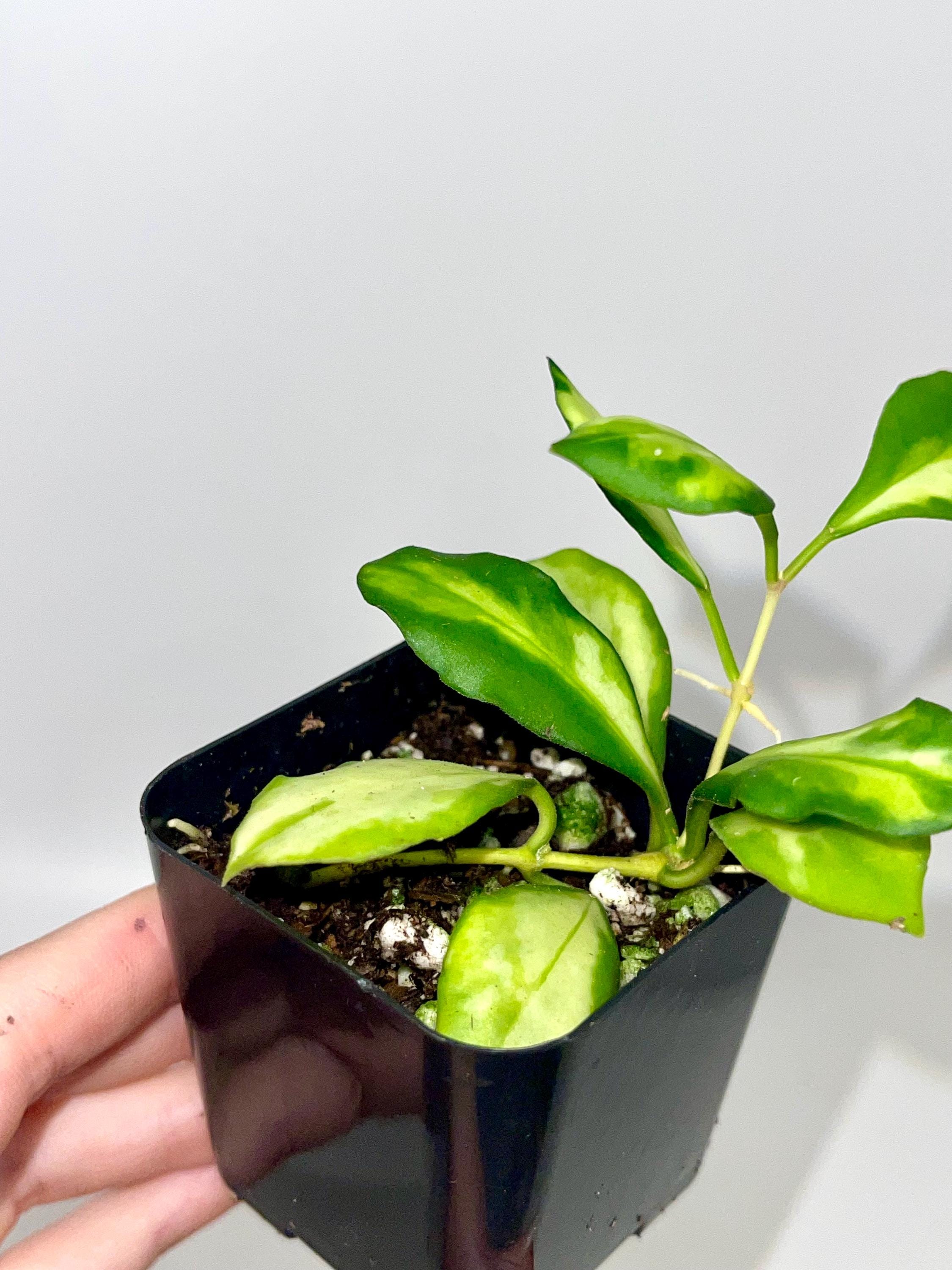 Variegata Hoya Heuschkeliana