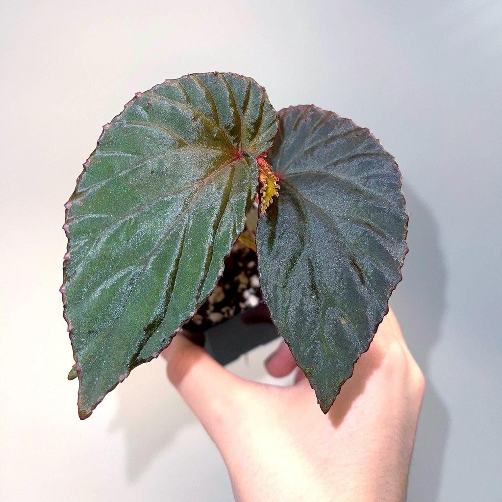 Begonia ‘Blue Metallic’ Botanicaz 220