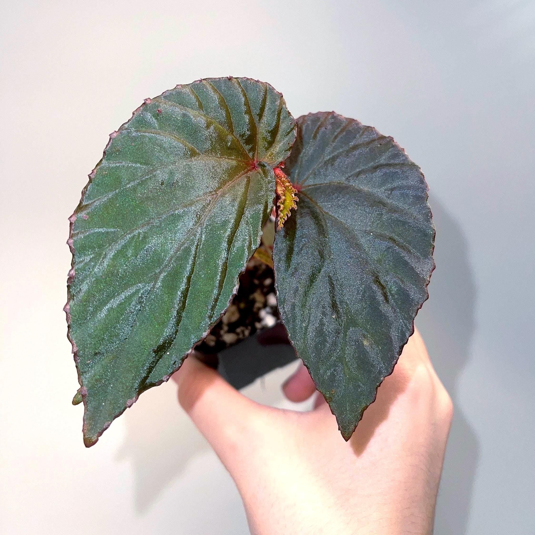 Begonia ‘Blue Metallic’ Botanicaz 220