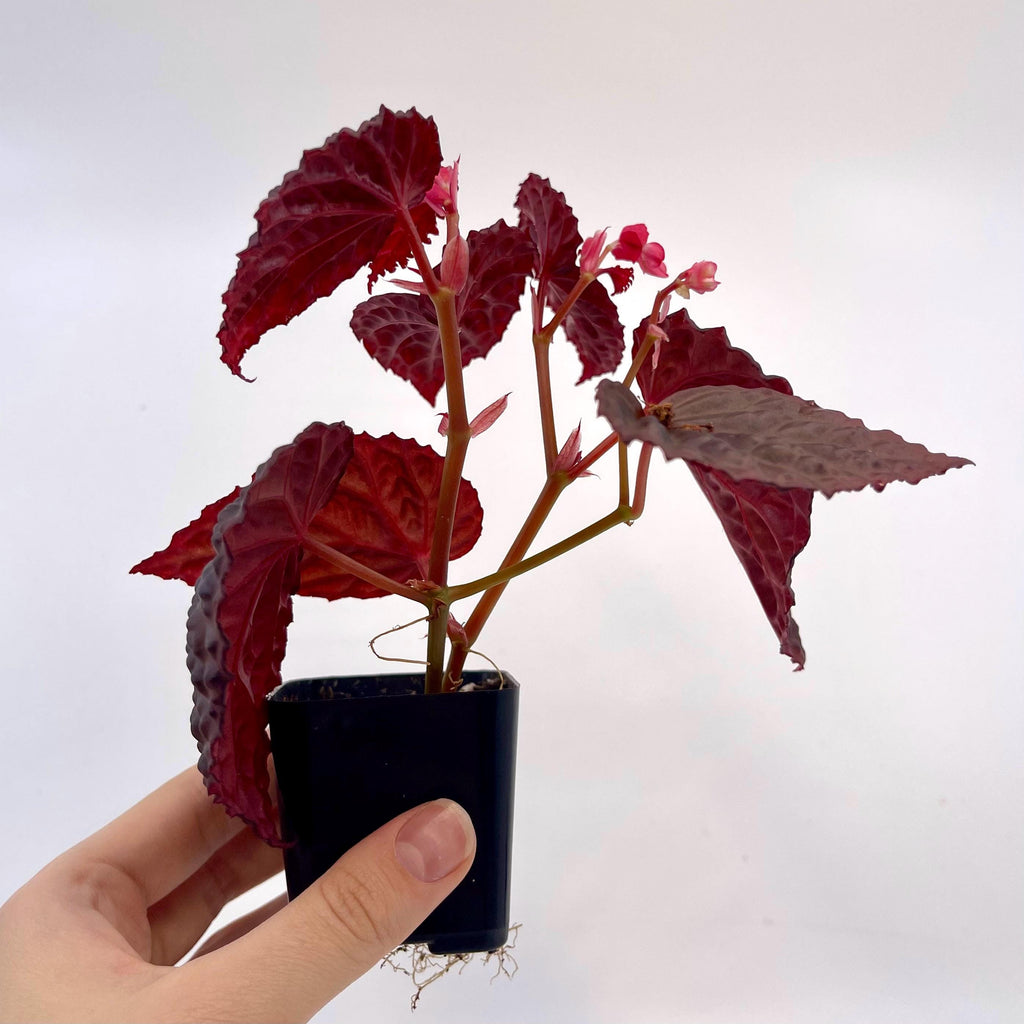 Begonia Botanicaz 115 V.4 Fragrant Blooms
