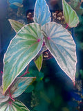Begonia Botanicaz 60 V.1