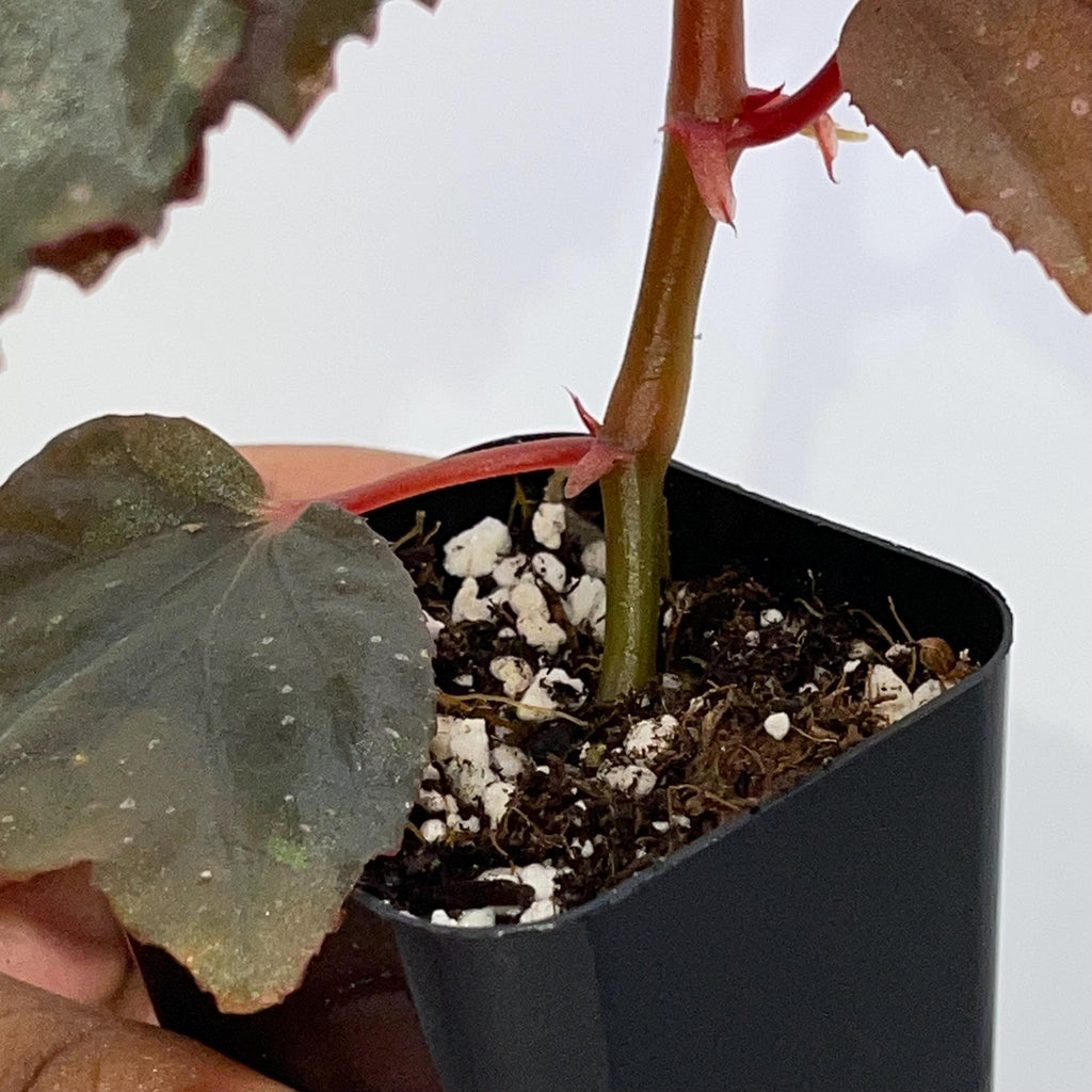 Begonia Botanicaz 109 V.2