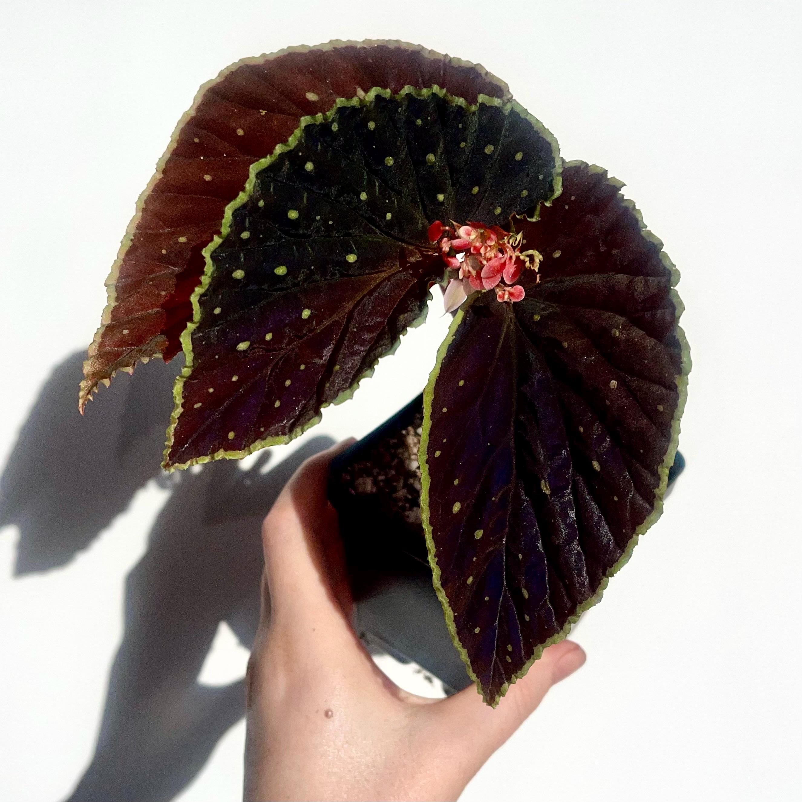 READY SOON Begonia Botanicaz 56 V.3