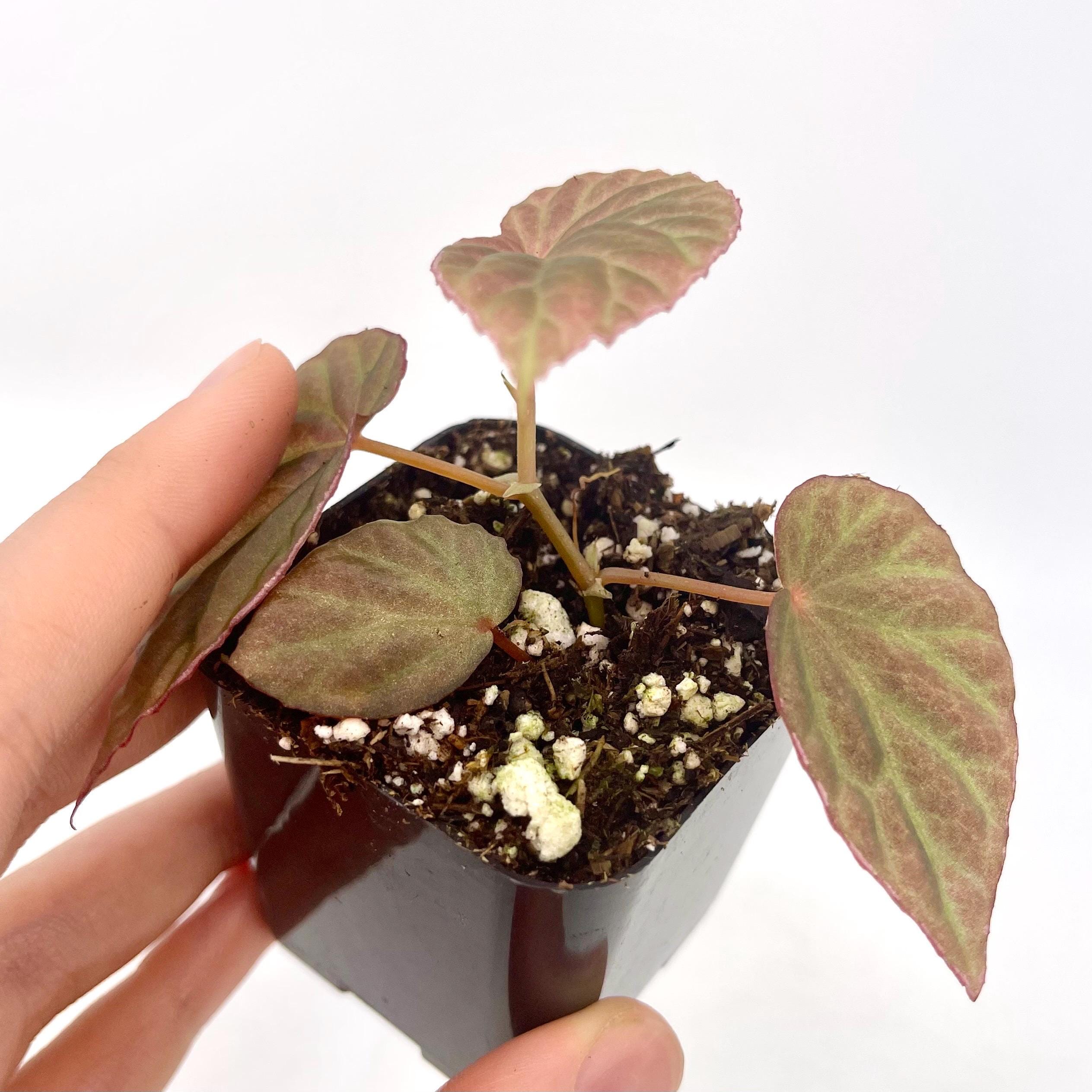 Begonia Botanicaz 111 V.7 (Can acclimate to house conditions)