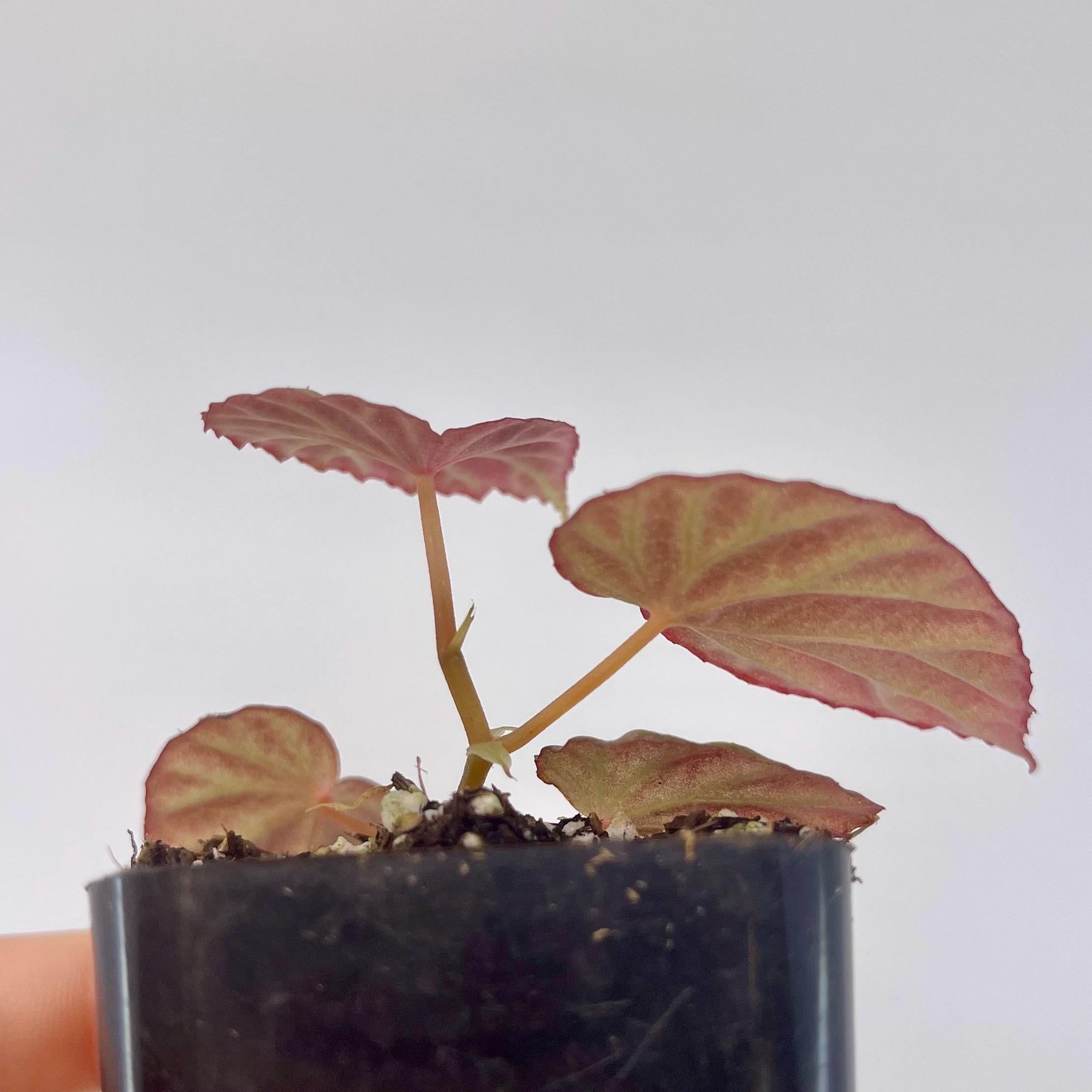 Begonia Botanicaz 111 V.7 (Can acclimate to house conditions)