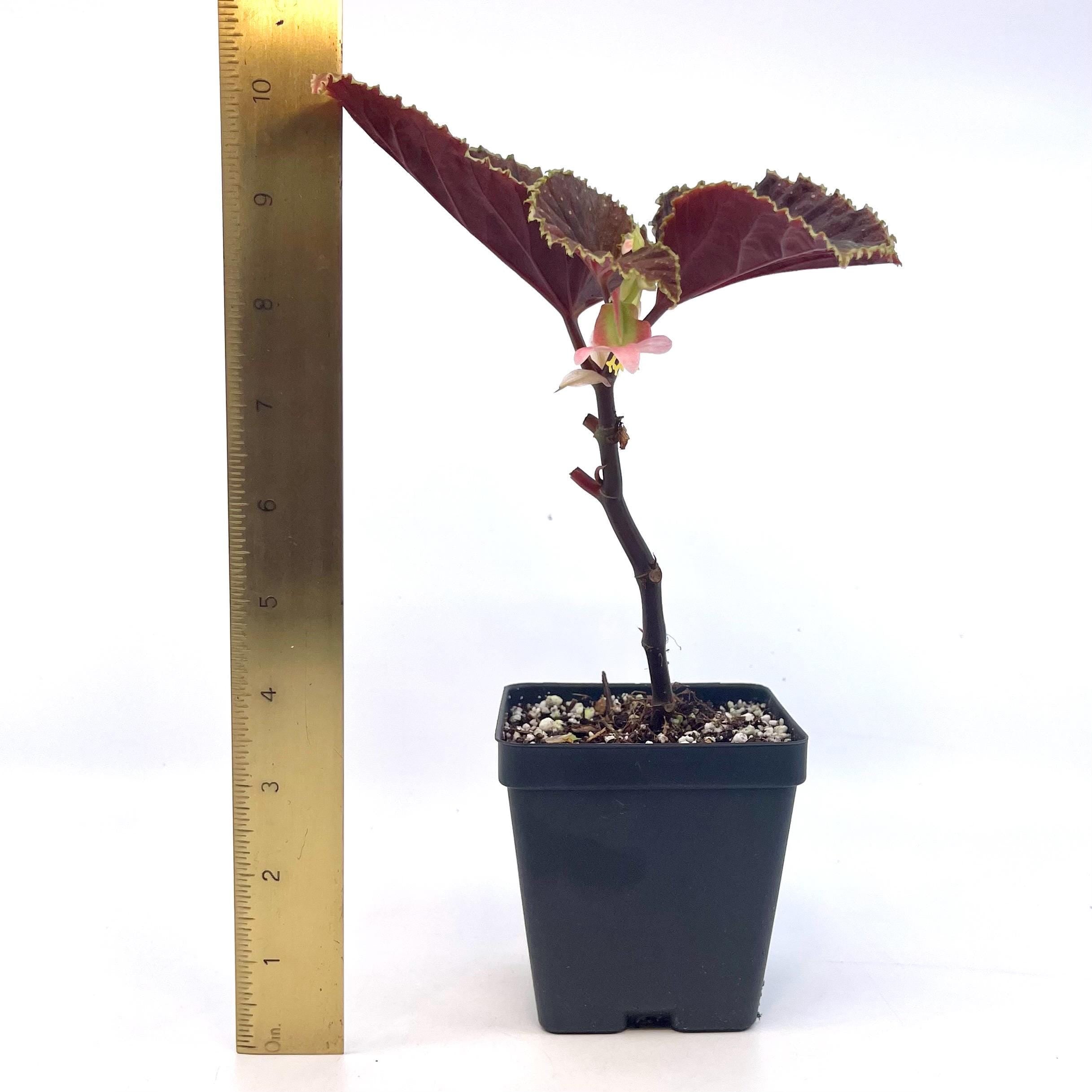 Begonia Botanicaz 56