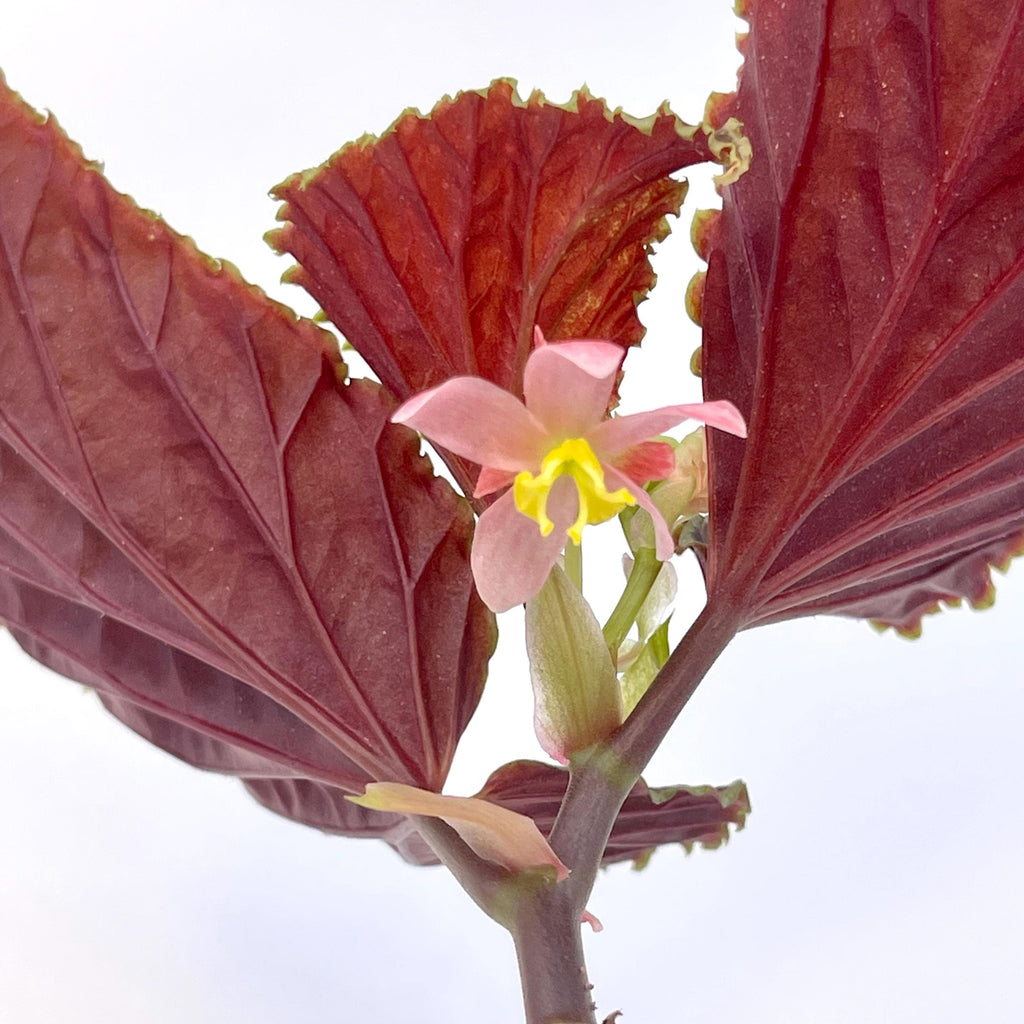 Begonia Botanicaz 56
