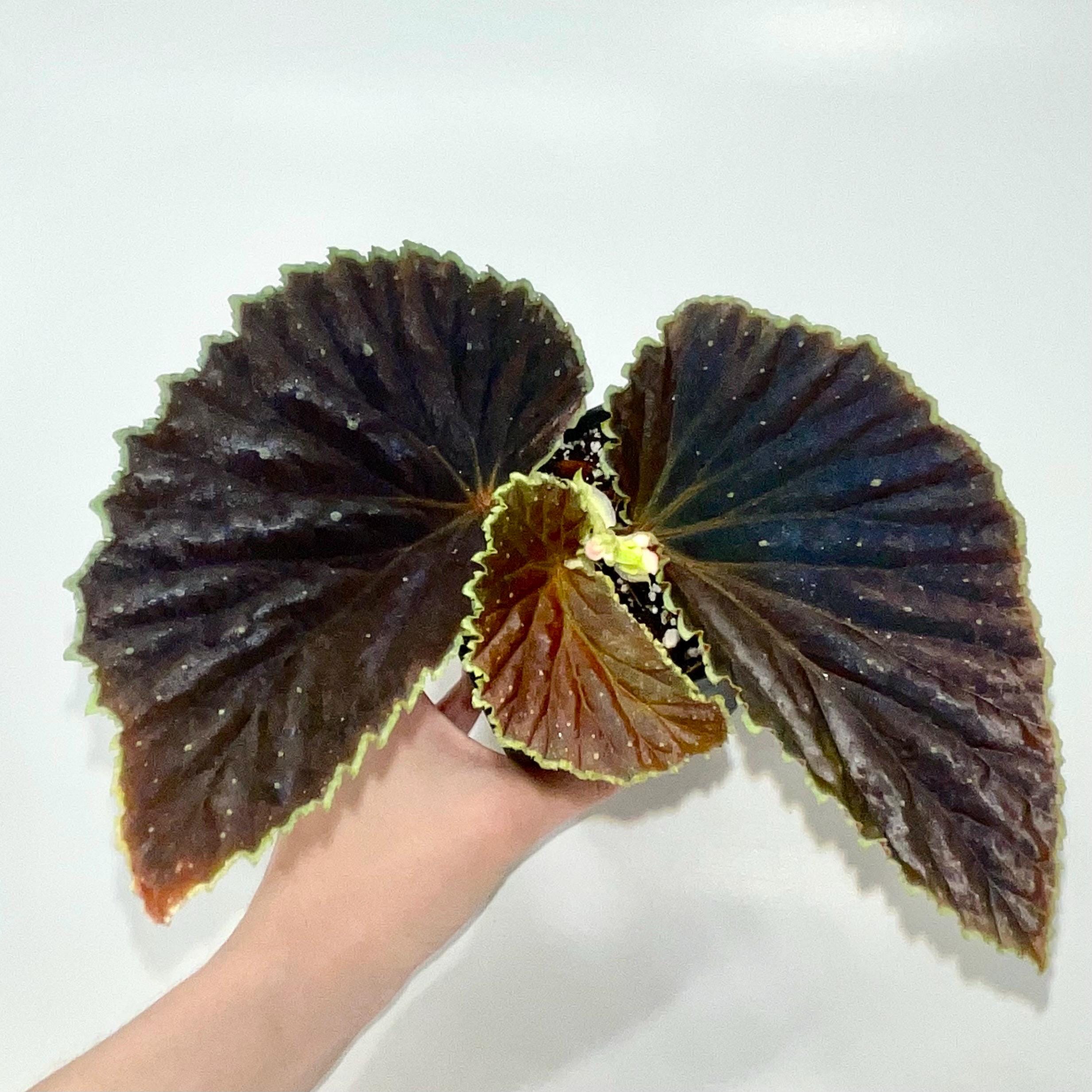 Begonia Botanicaz 56