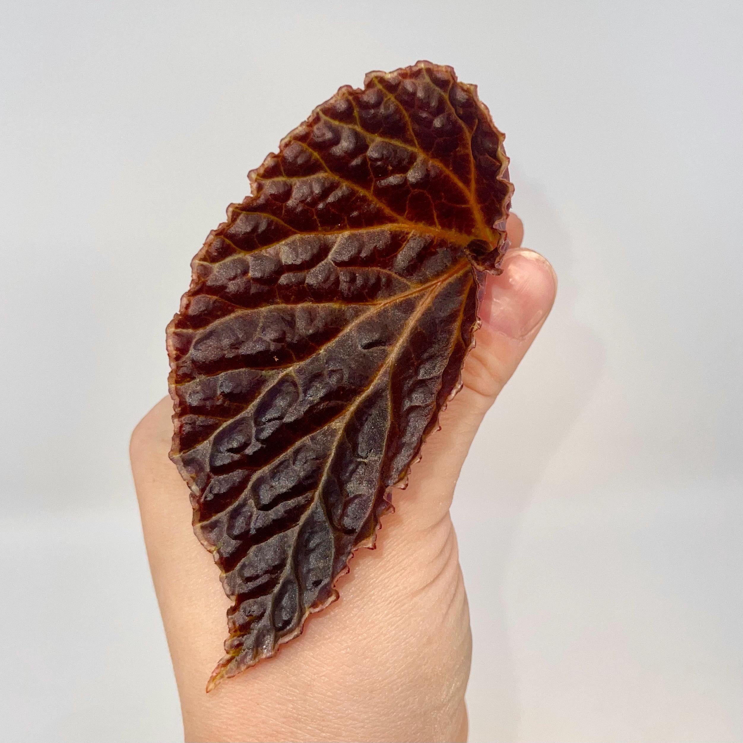 LEAF CUTTING Begonia Botanicaz 29 ‘Vesuvius’